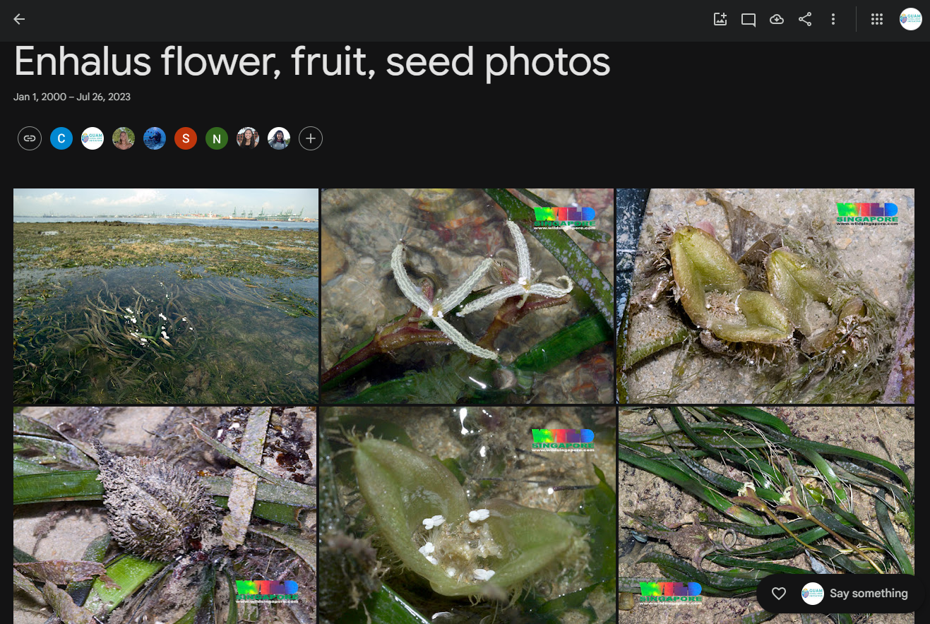 Screenshot of a google photos album with seagrass flower photos