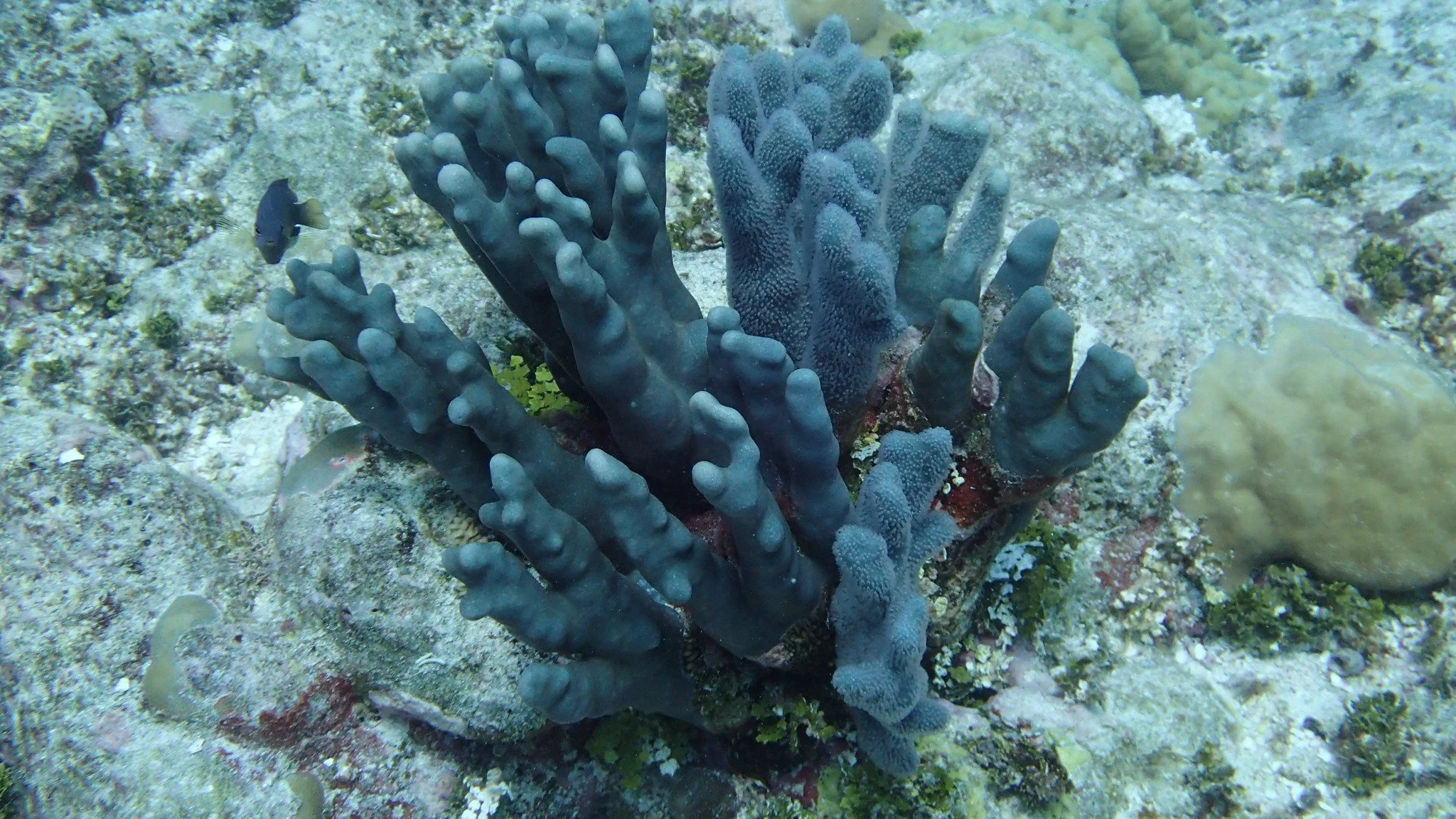 Blue coral underwater
