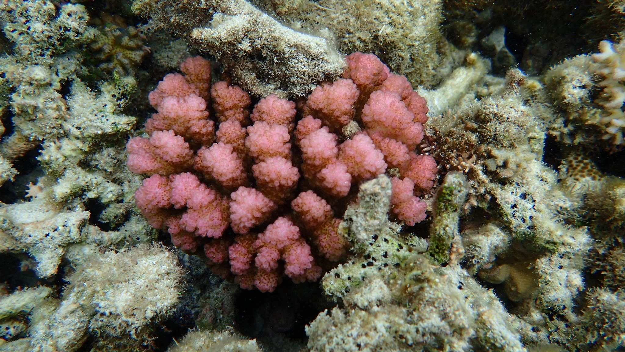 Pink cauliflower-shaped coral in a rock crevice