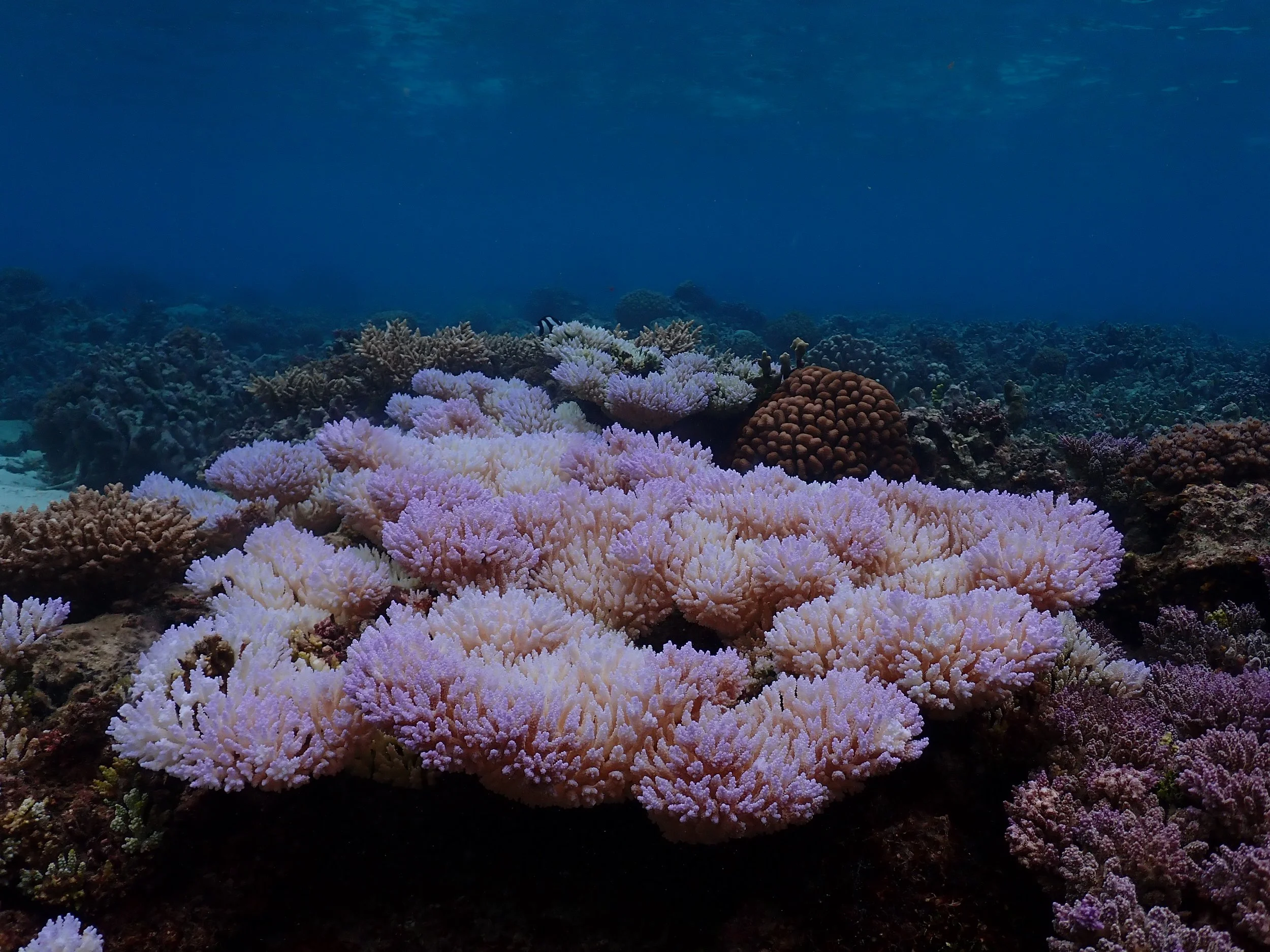 Large coral colony that is a mix of white and fluorescent pink