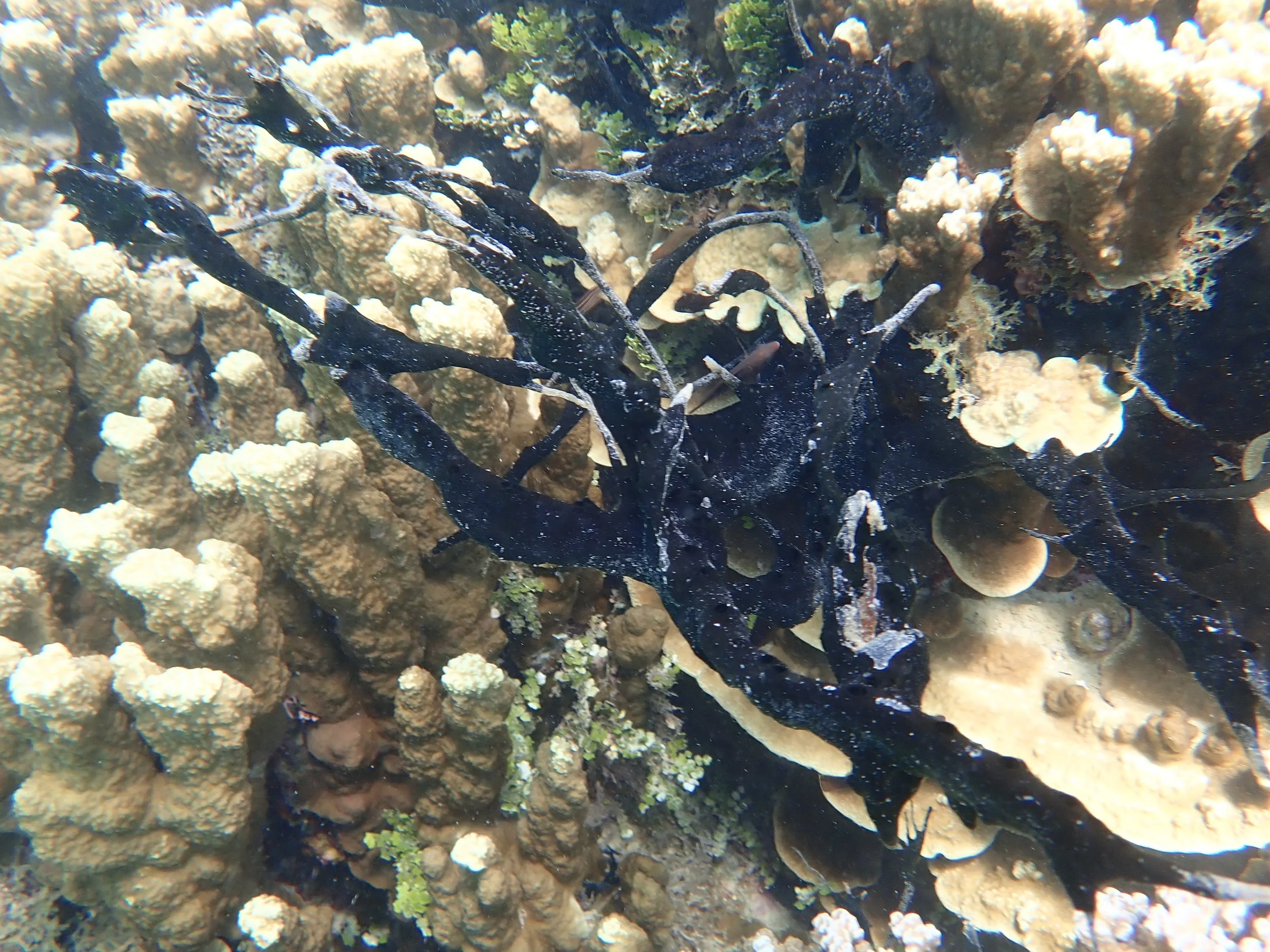 Black sponge growing on a long stick-like structure by some coral