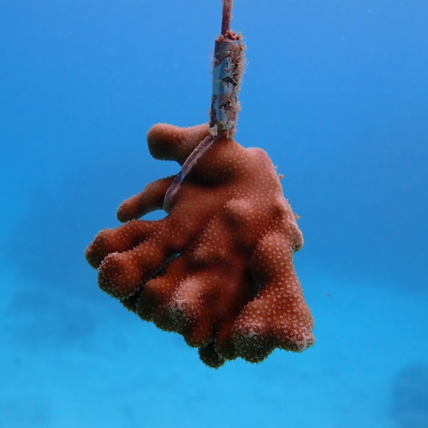 Porites cylindrica.png
