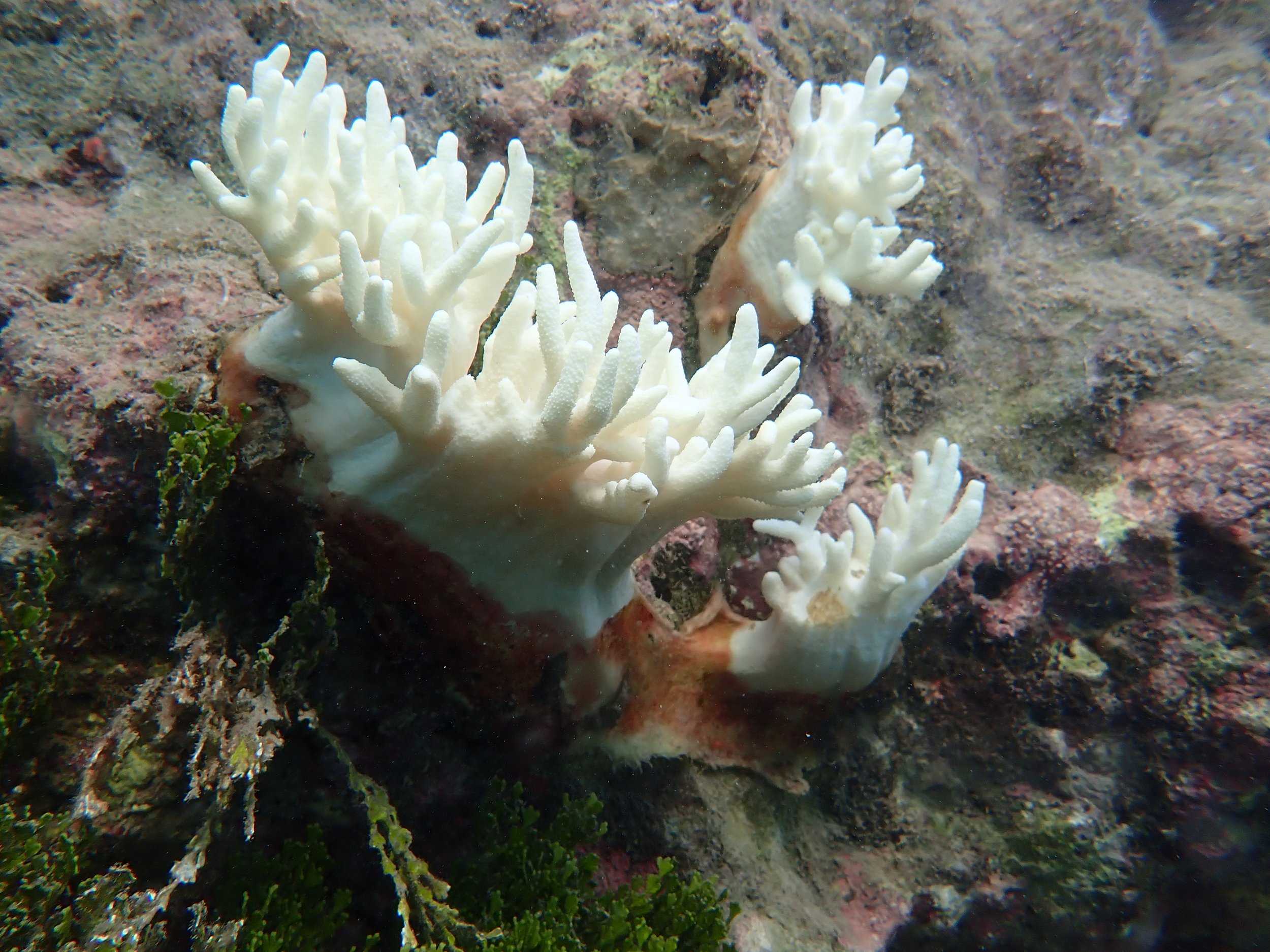 Bleached soft coral