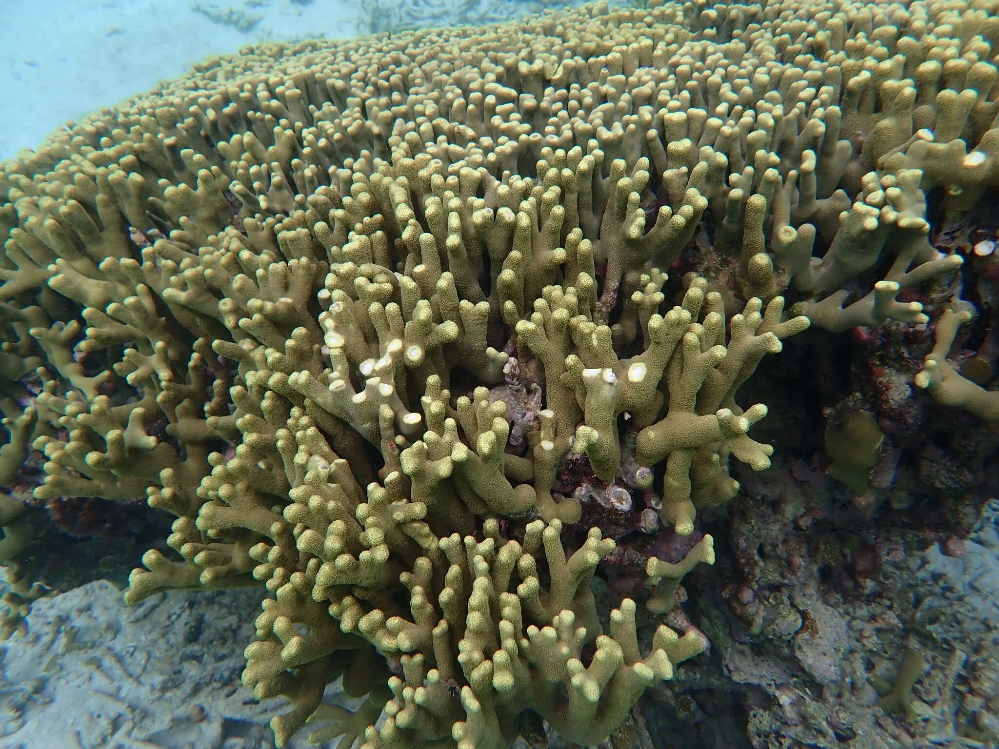 Green finger-like coral