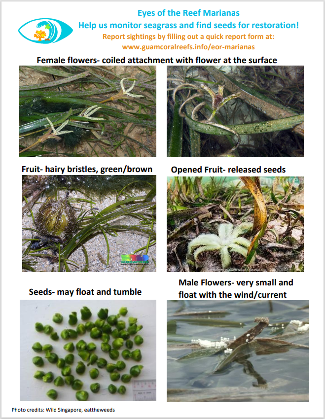 Informational seagrass guide