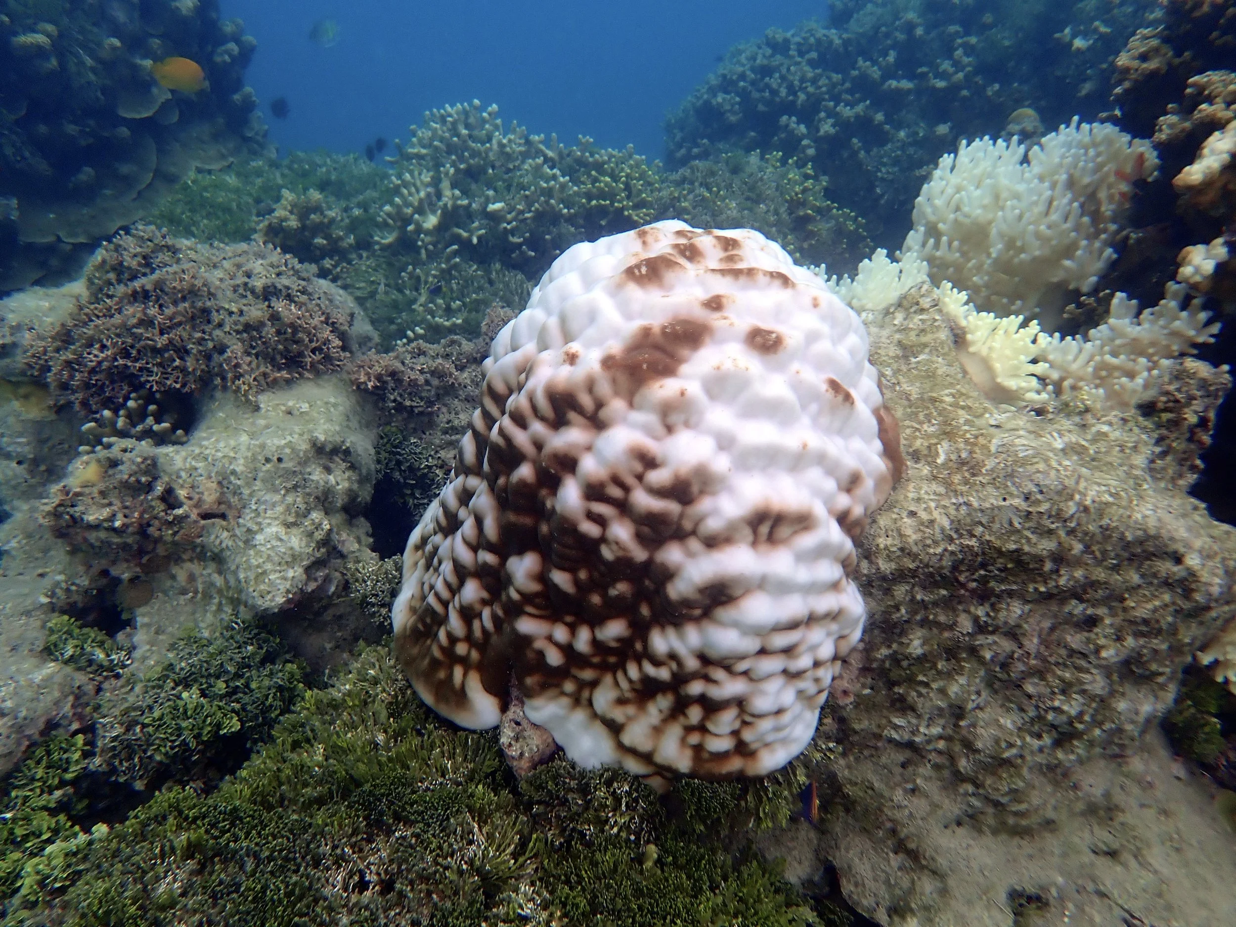 Large boulder coral with whitness around the top