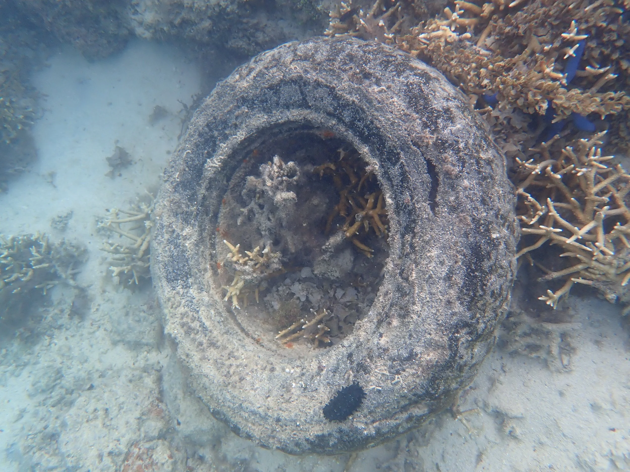 Car tire abandoned on the reef
