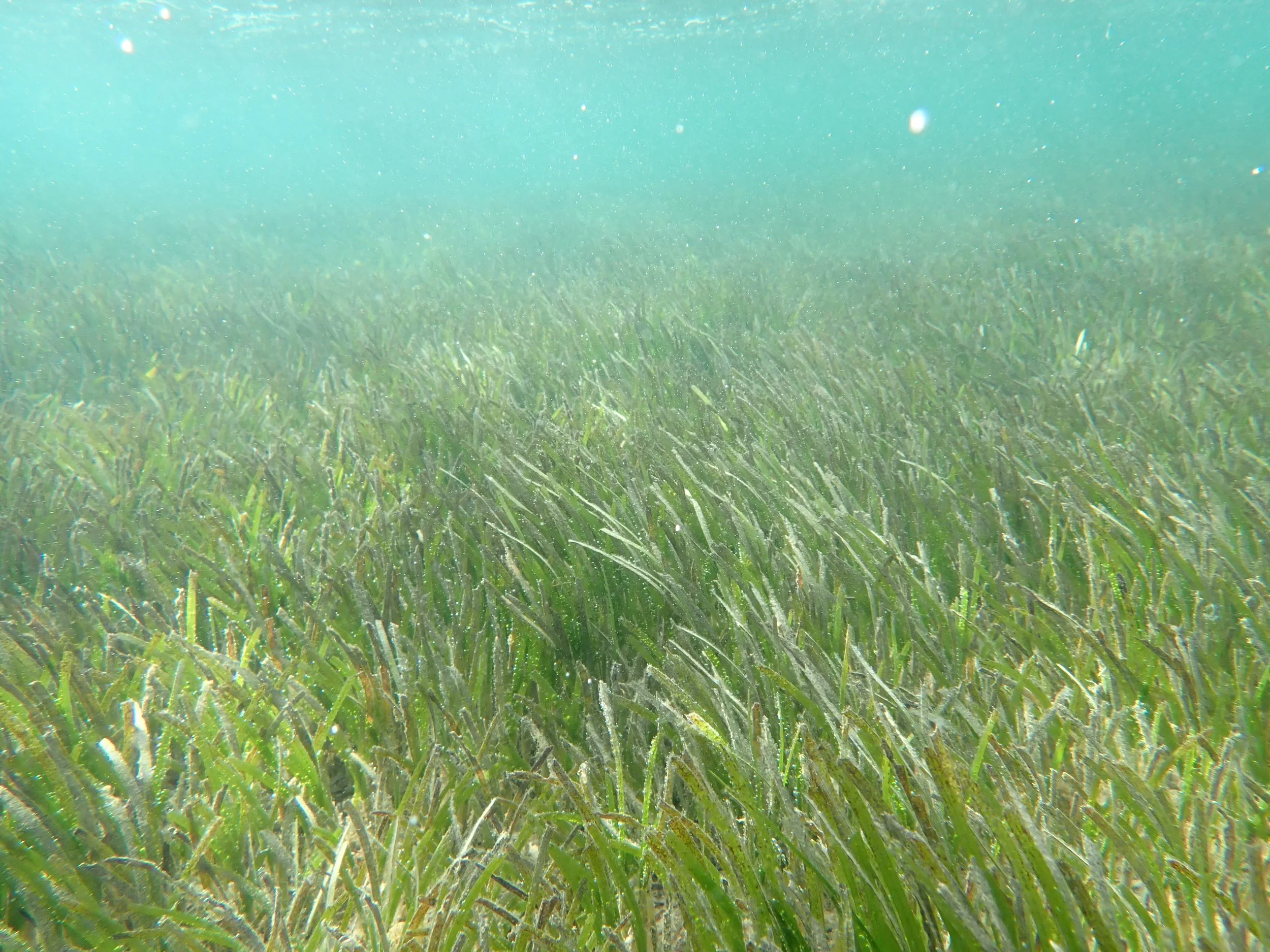 What is seagrass?