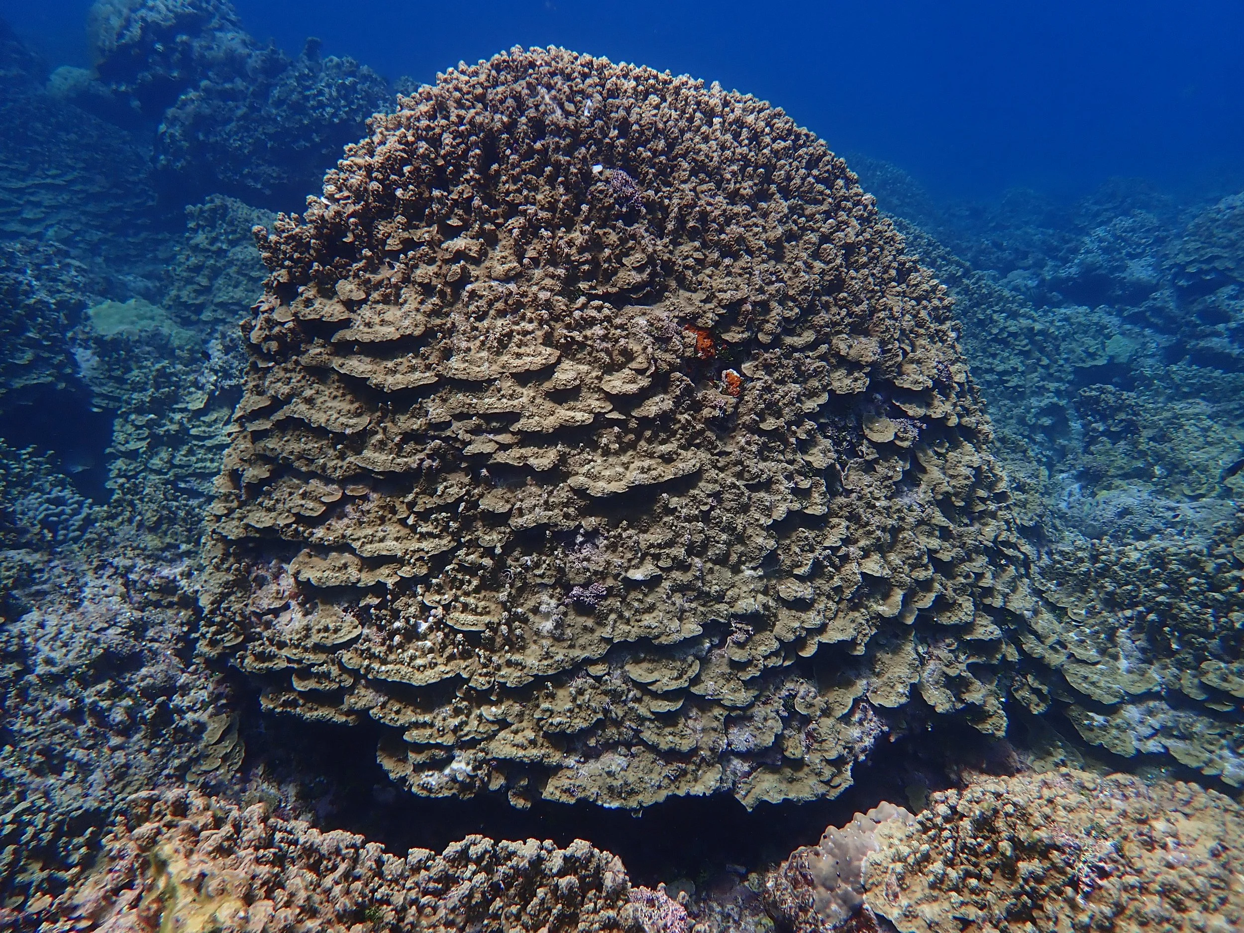A very large towering colony of plating brown coral