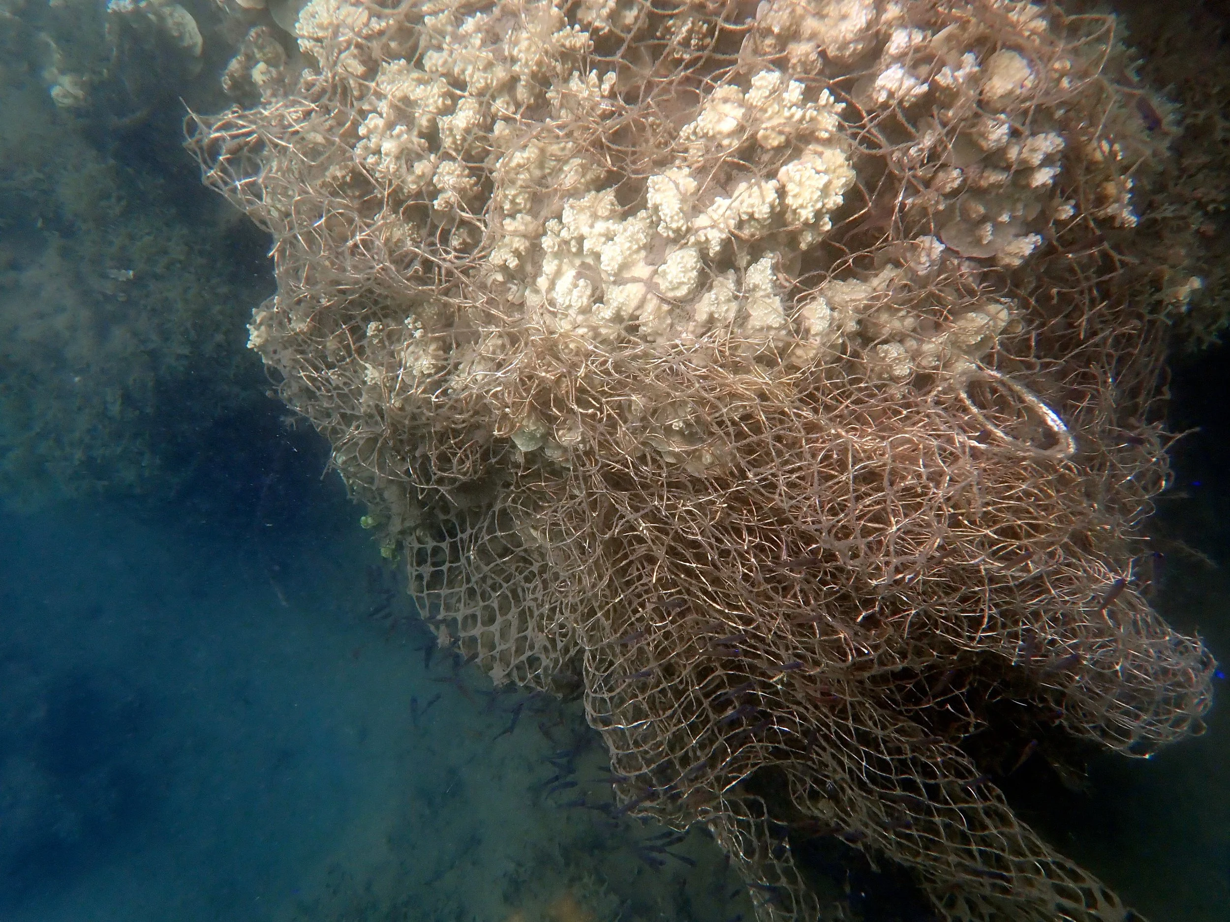 Fishing net tangled in the coral reef