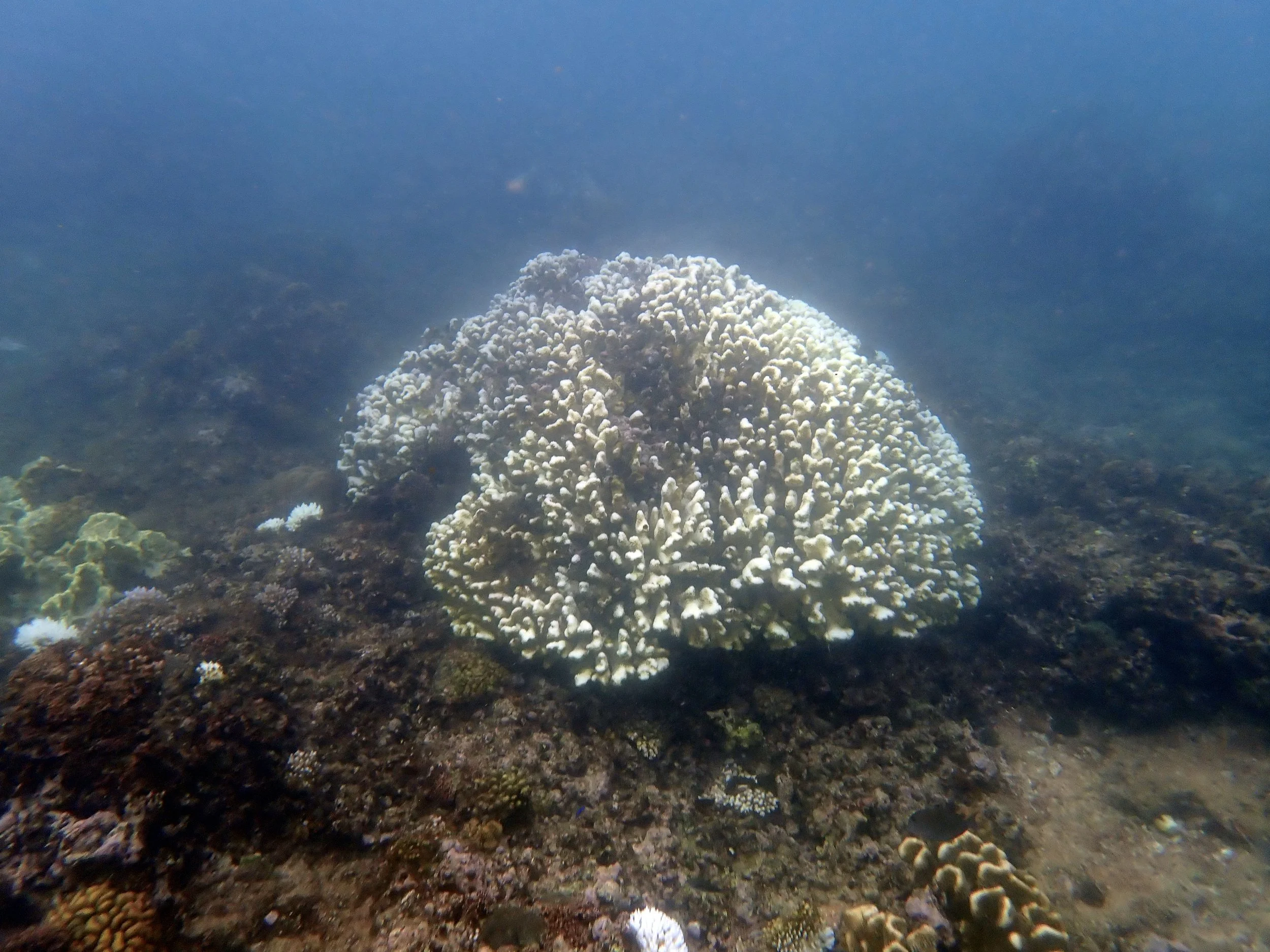 A large white coral colony with other small white coral colonies nearby