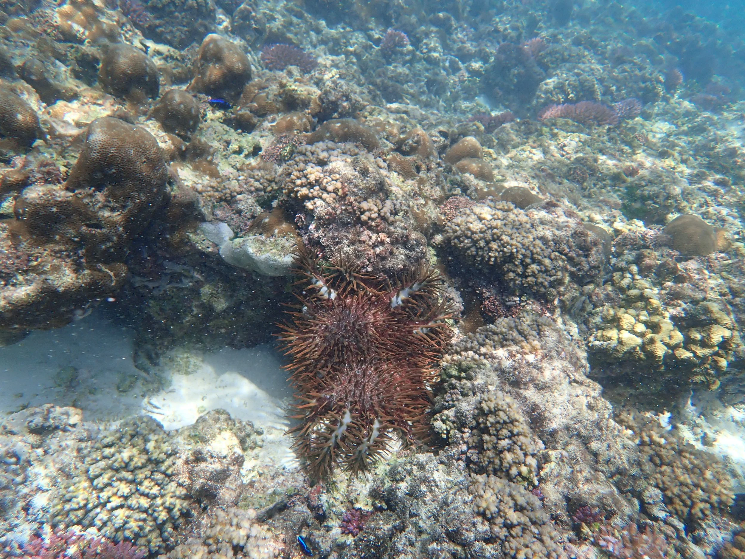 Crown-of-thorns star sitting on top of a coral on the reef