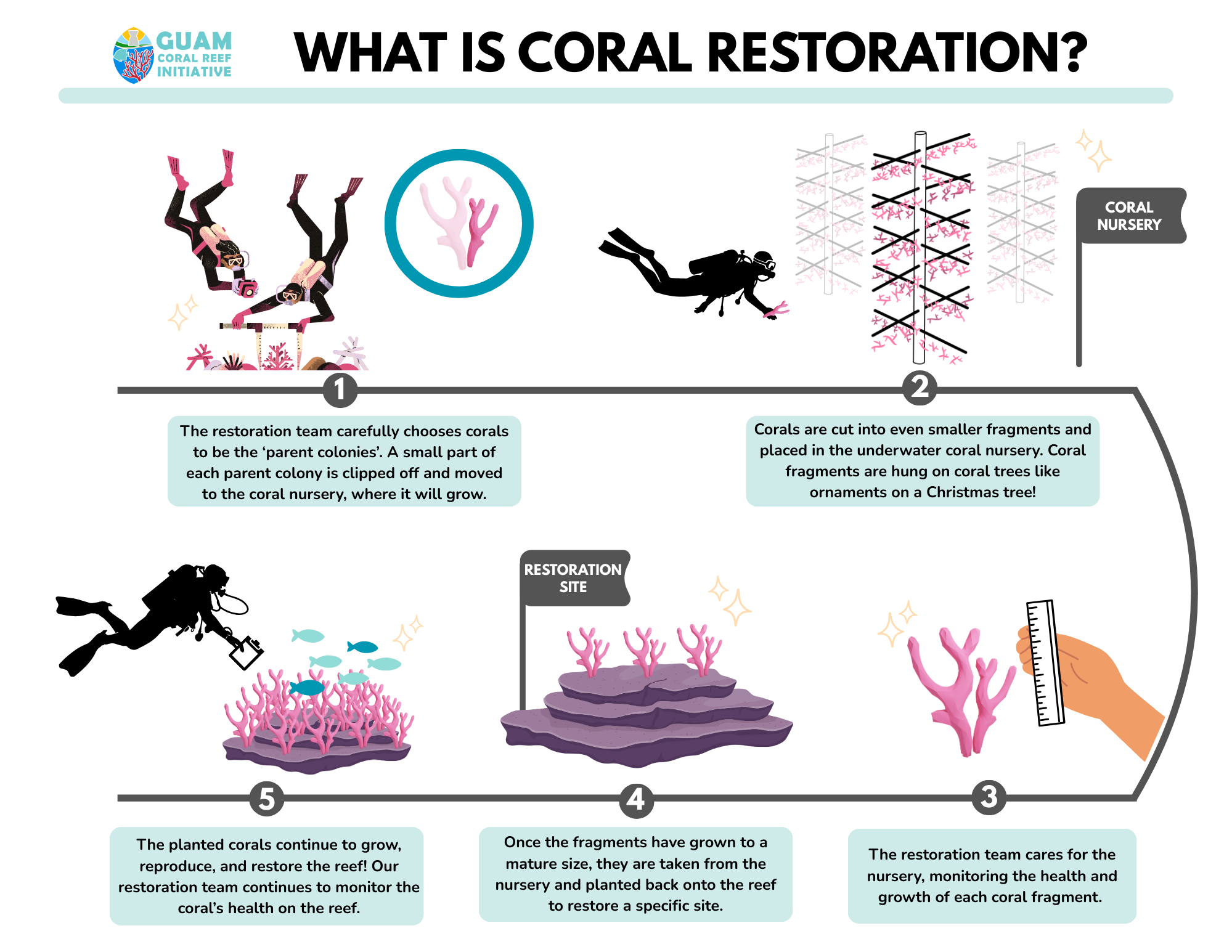 Infographic depicting the process of coral restoration