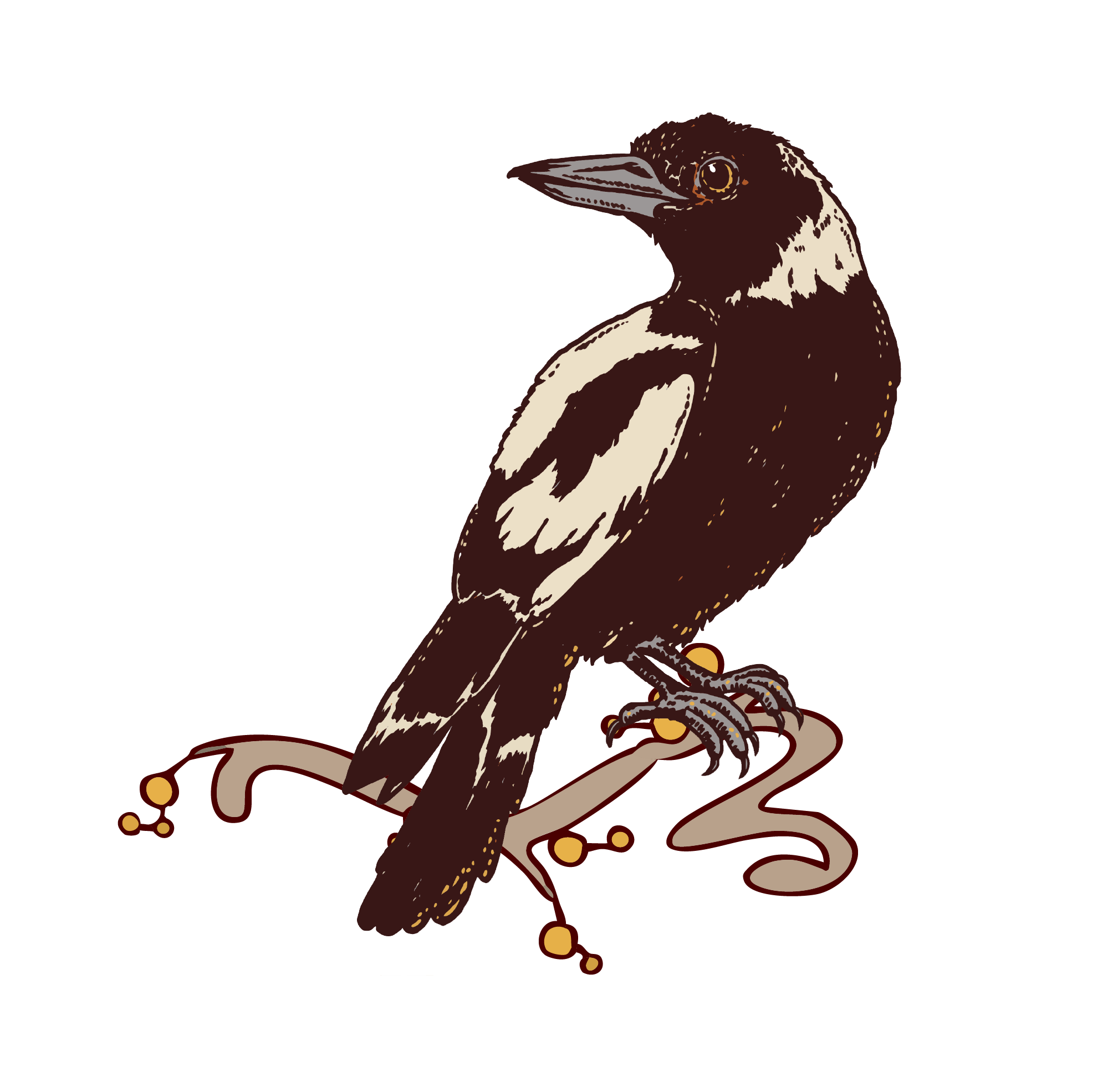 hand drawn magpie sitting on a branch