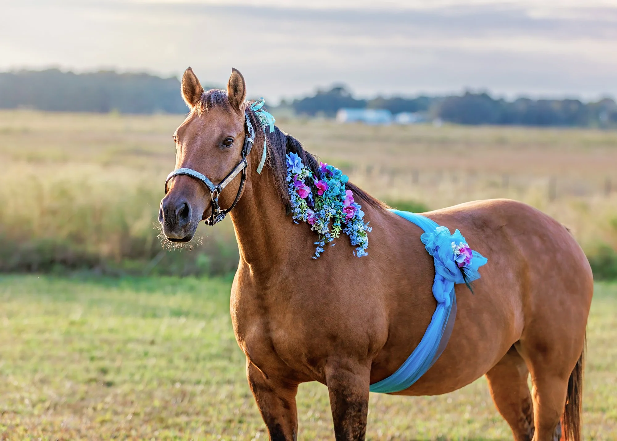 Maternity horse photography