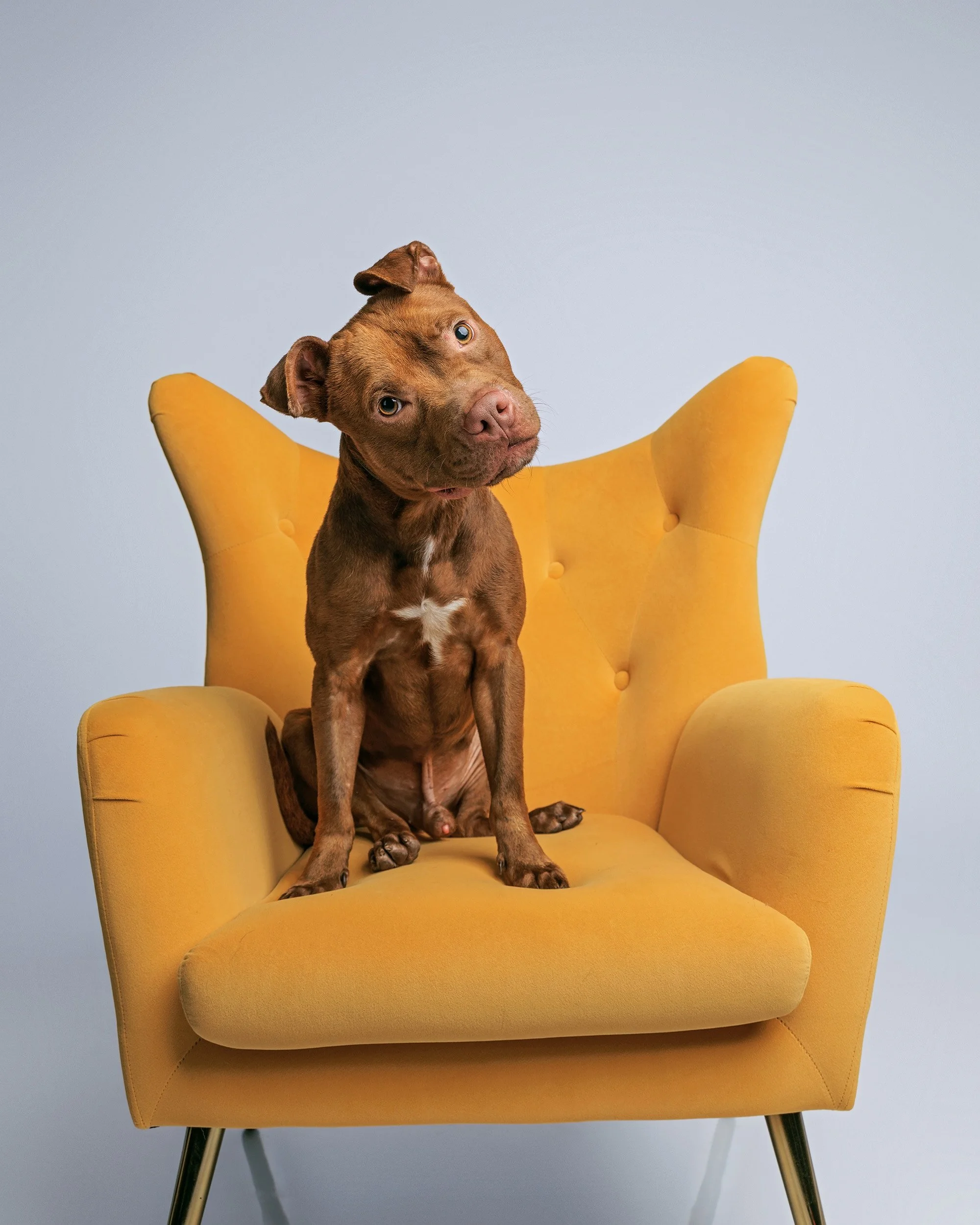 Best pet photographer Citrus County, Florida