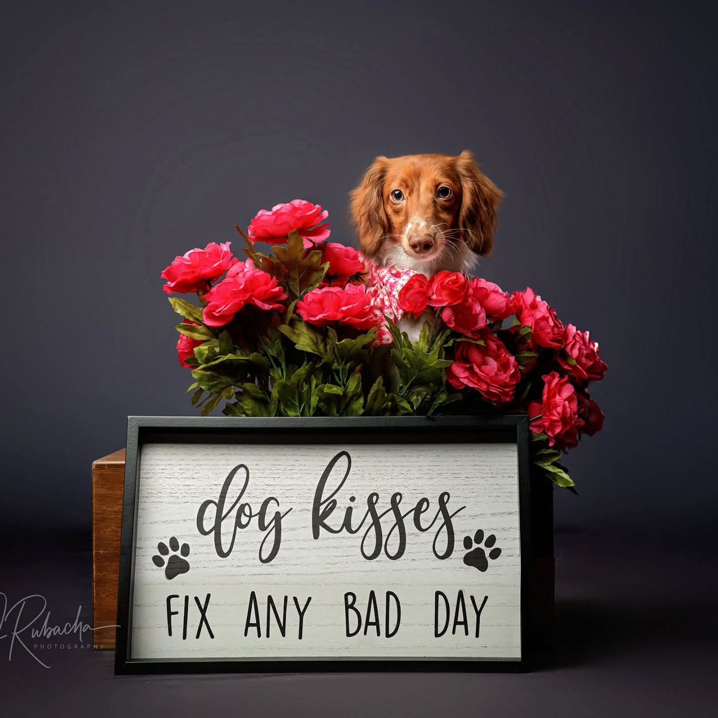 Wishing little Hazel Grace a very Happy Birthday. It's she just the cutest little Doxie? 

#pupbirthday #dachsundsofinstagram #dachshund #petphotographyflorida #petlovers❤️ #dogkissesarethebest #dogkisses