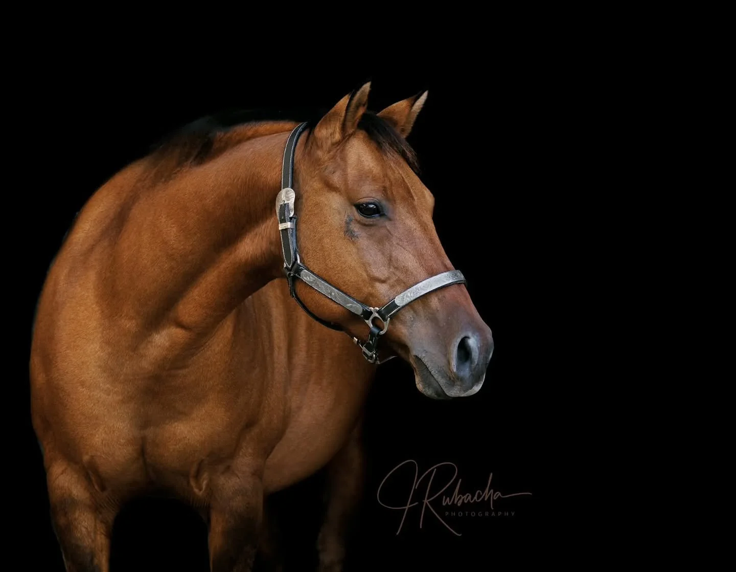 In the shadows of an open barn the magic begins... then the editing process takes place and the image becomes-Art. 

#equinephotographer #floridaequestrian #floridaequinephotographer #baymare #beautifulhorse #finearthorsephotography #fineartequinepho