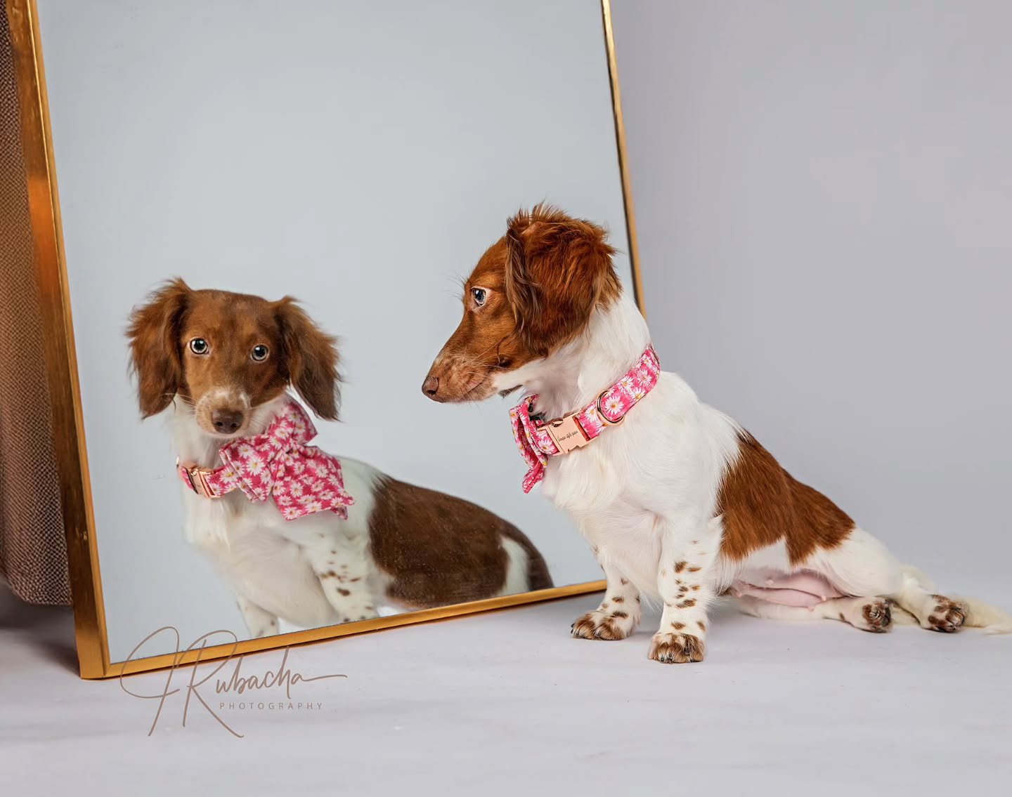 Hello beautiful 😍 

#adorabledogs #petphotographersofflorida #petphotography #cutestdachshund #isntshepretty #sweetdachshund #floridapetphotographers #floridapetlovers