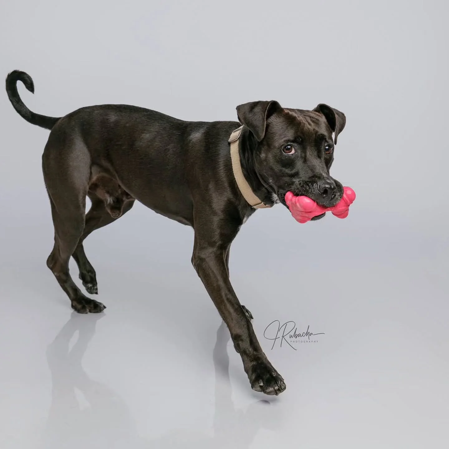 What the shelter had to say:

📸✨ Bill had his moment in the spotlight&hellip; and he nailed it ✨📸

Bill recently got to step out of the shelter and into a professional photo shoot &mdash; and let&rsquo;s just say, he understood the assignment.

Fro