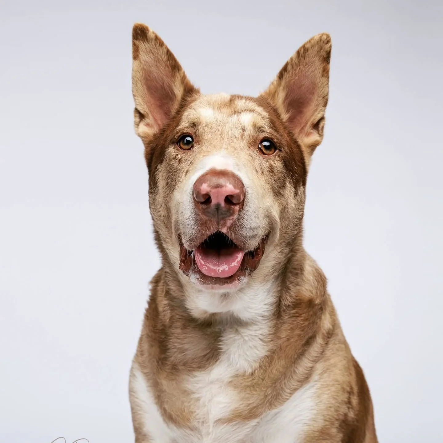 Meet Anubis...This gentle boy is available for adoption at Citrus County Animal Services. 

#findinghomesfordogs #adoption #takemehome #fureverfamily #fureverhomeneeded