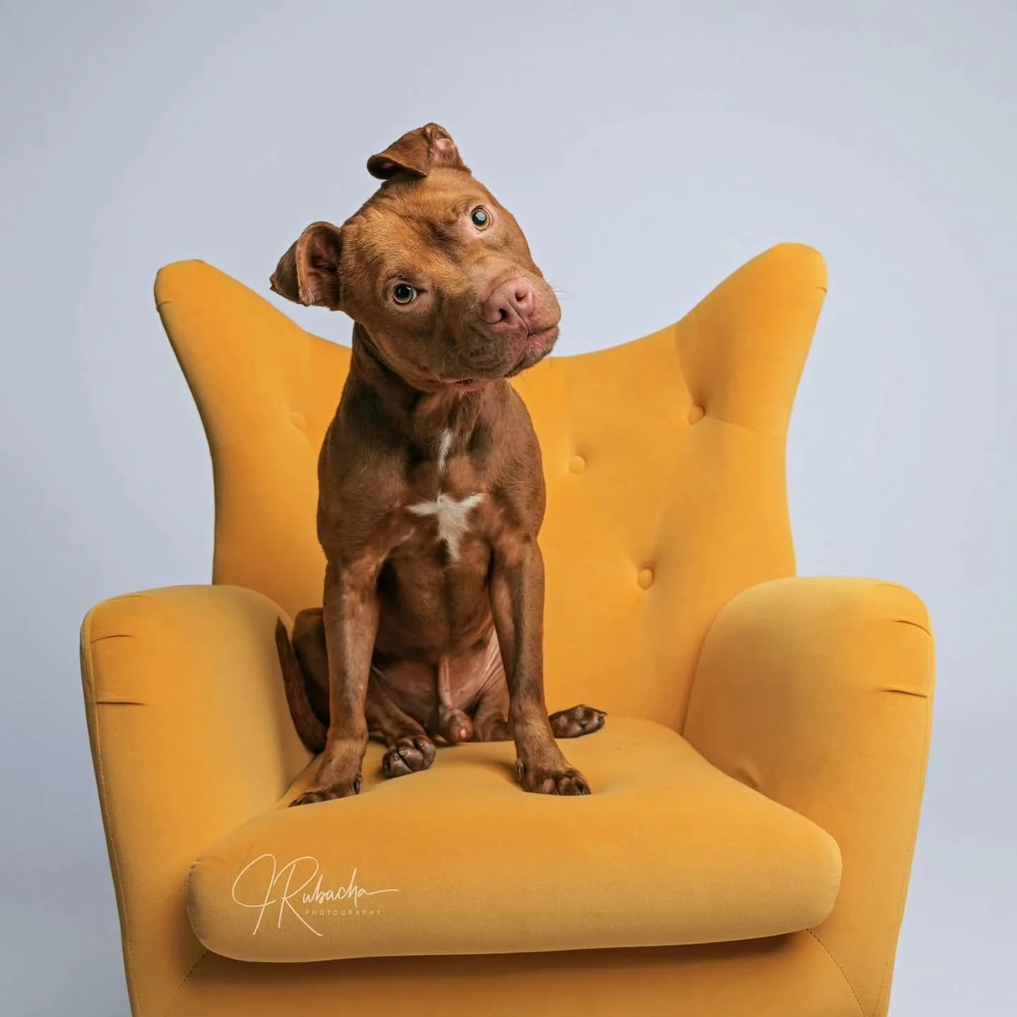 I'm a suckered for button ears and a good head tilt. 
#takemehome #adoptdontshop #buttonears #shelterdogs #fureverfriend