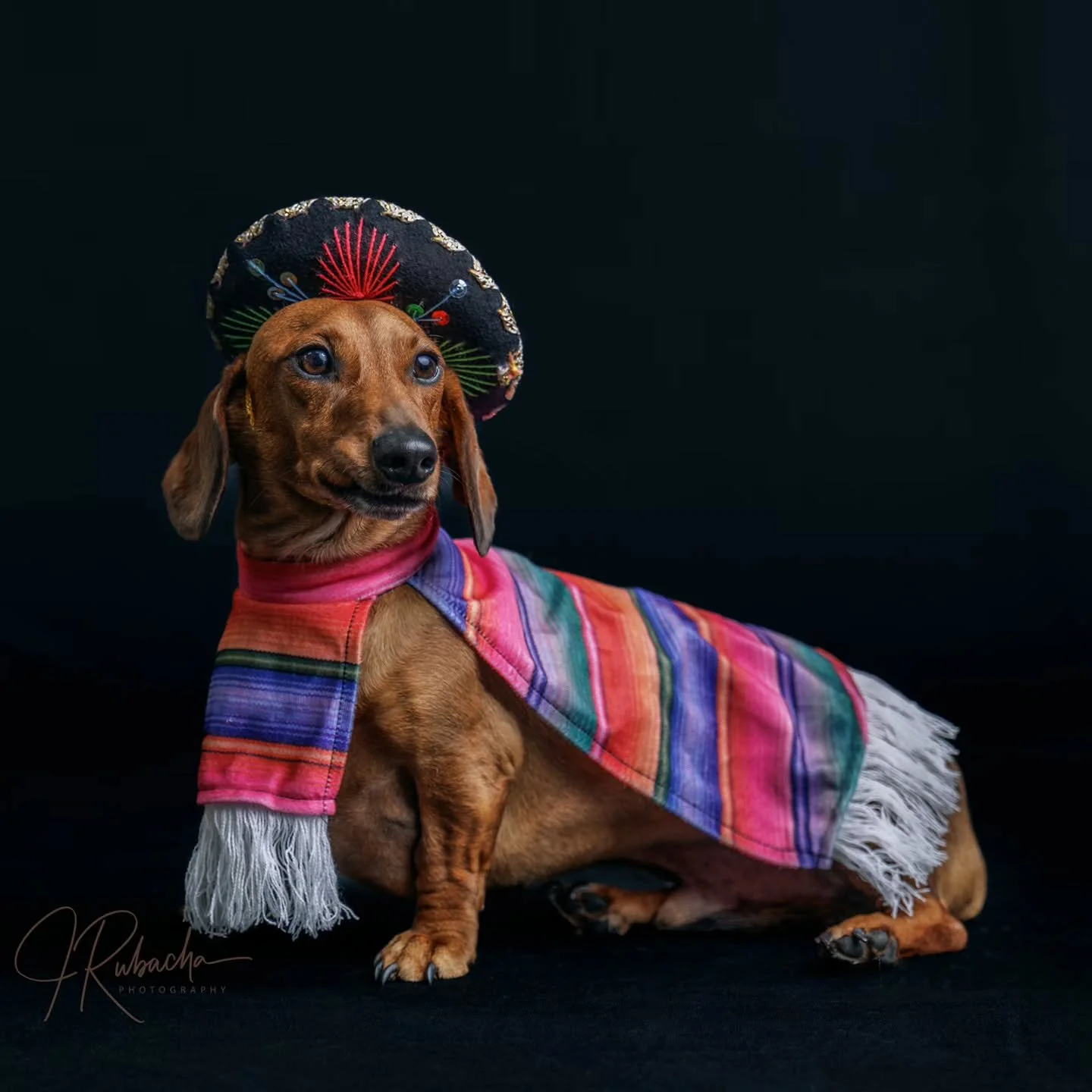 Happy Cinco De Mayo
... this post is In loving memory of Mr Bean- his family's "Mexican jumping bean"... lost way too young from #Ivdd at only 4 years young!  So sad but Mr. Bean's memory will live on in these images of him taken during his