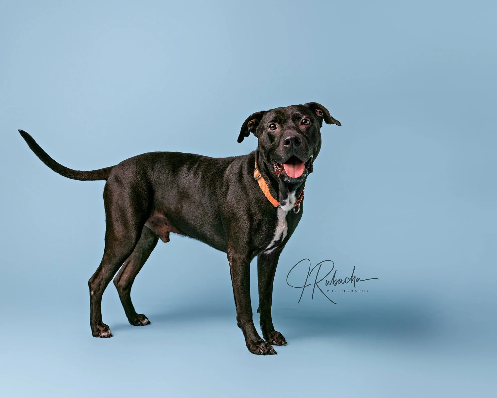 From Heartbreak to Purpose: Why I Photograph Shelter Dogs
