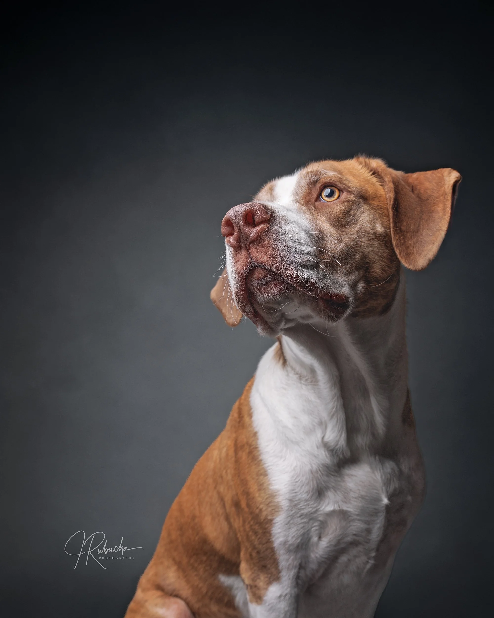 Pet Palooza Fine Art Pop-Up Pet Studio