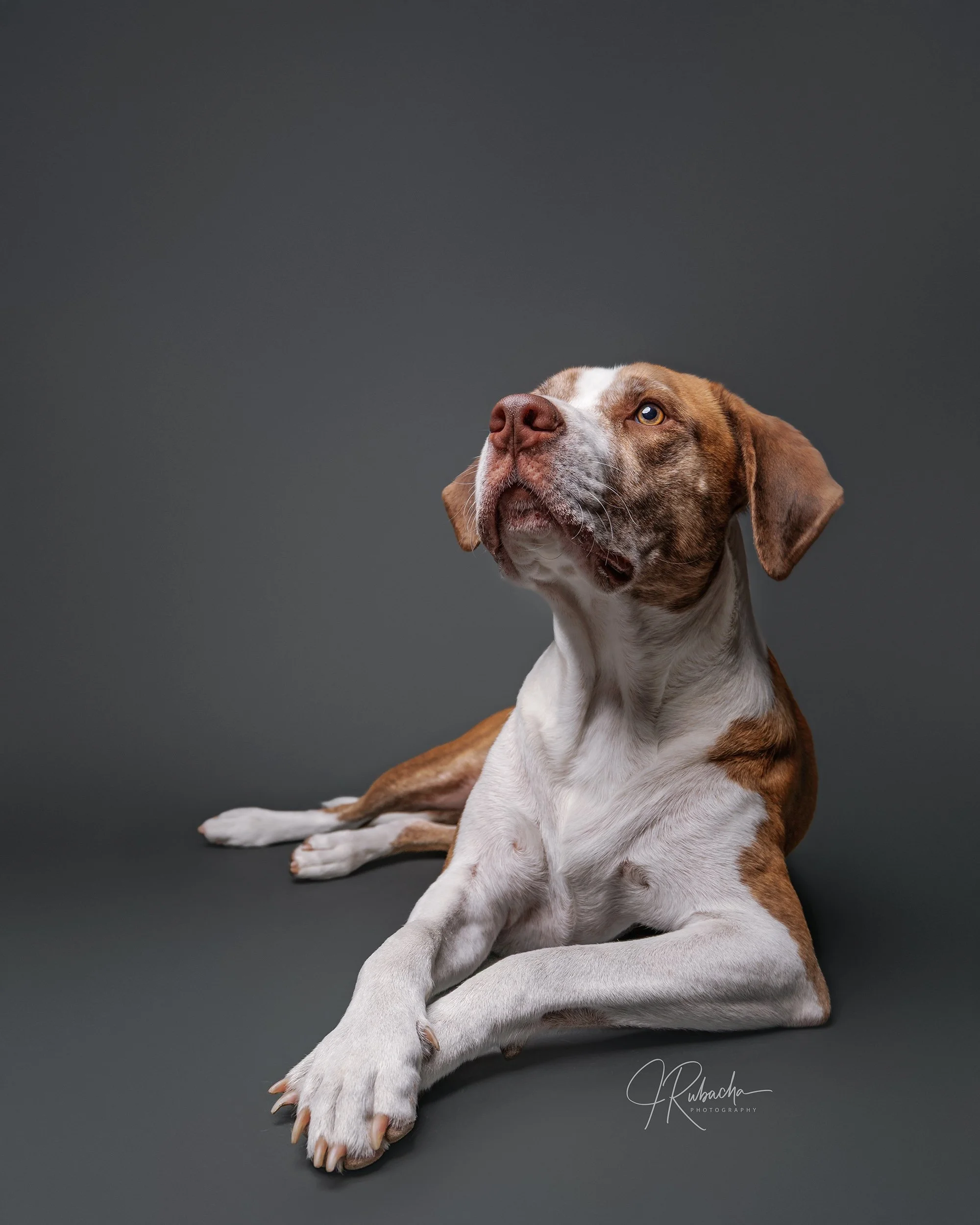 Rufus-7-Edit.jpg