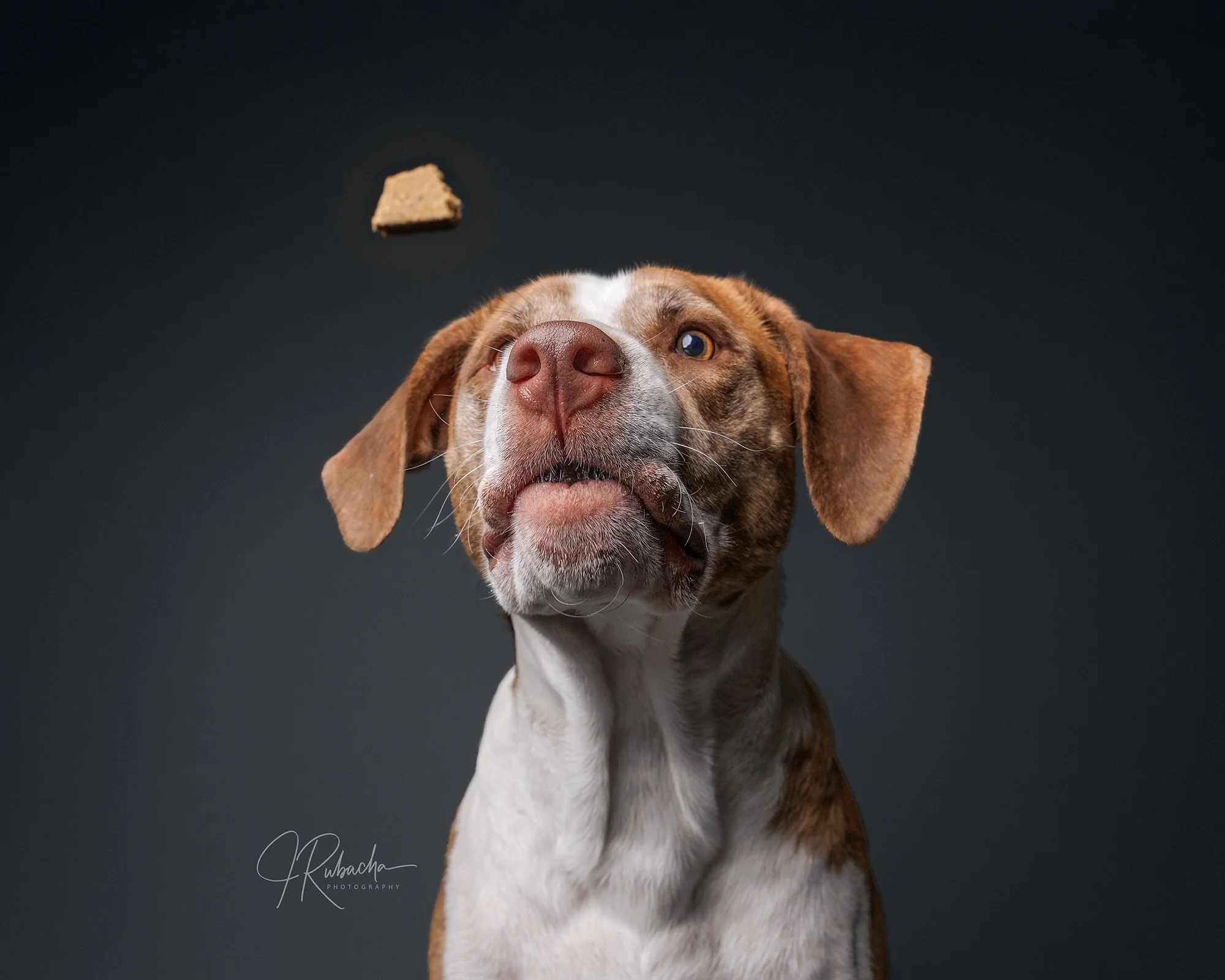 Rufus-18-Edit.jpg