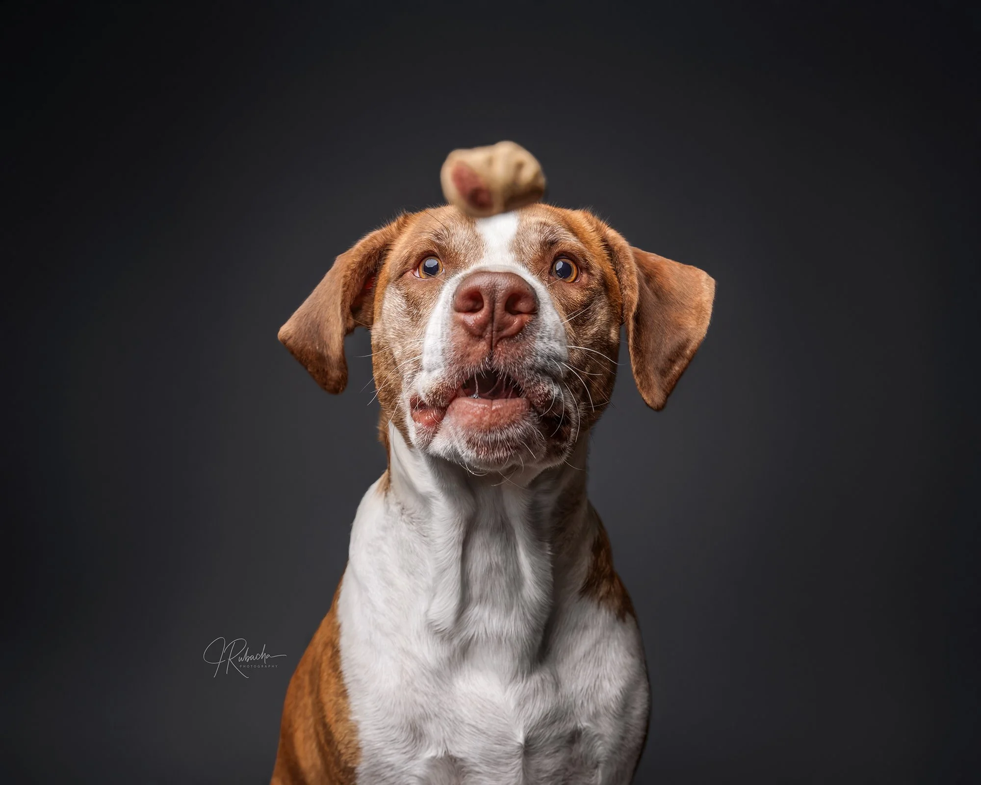 Rufus-40-Edit.jpg