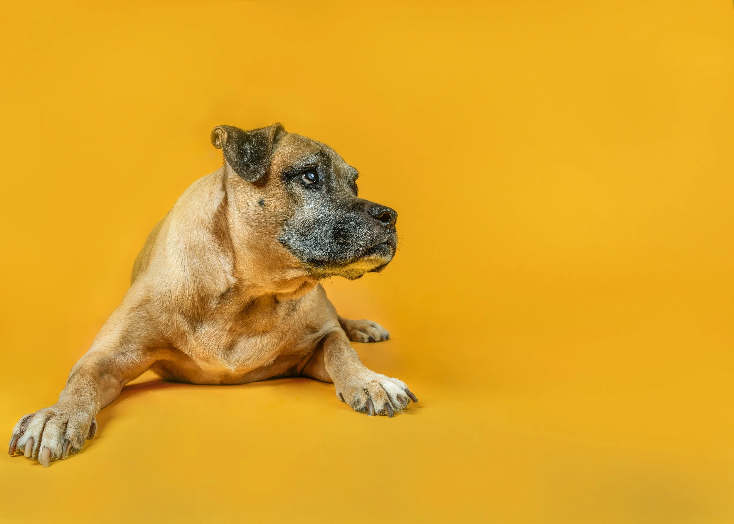 Commercial style dog photographer Citrus County, Florida