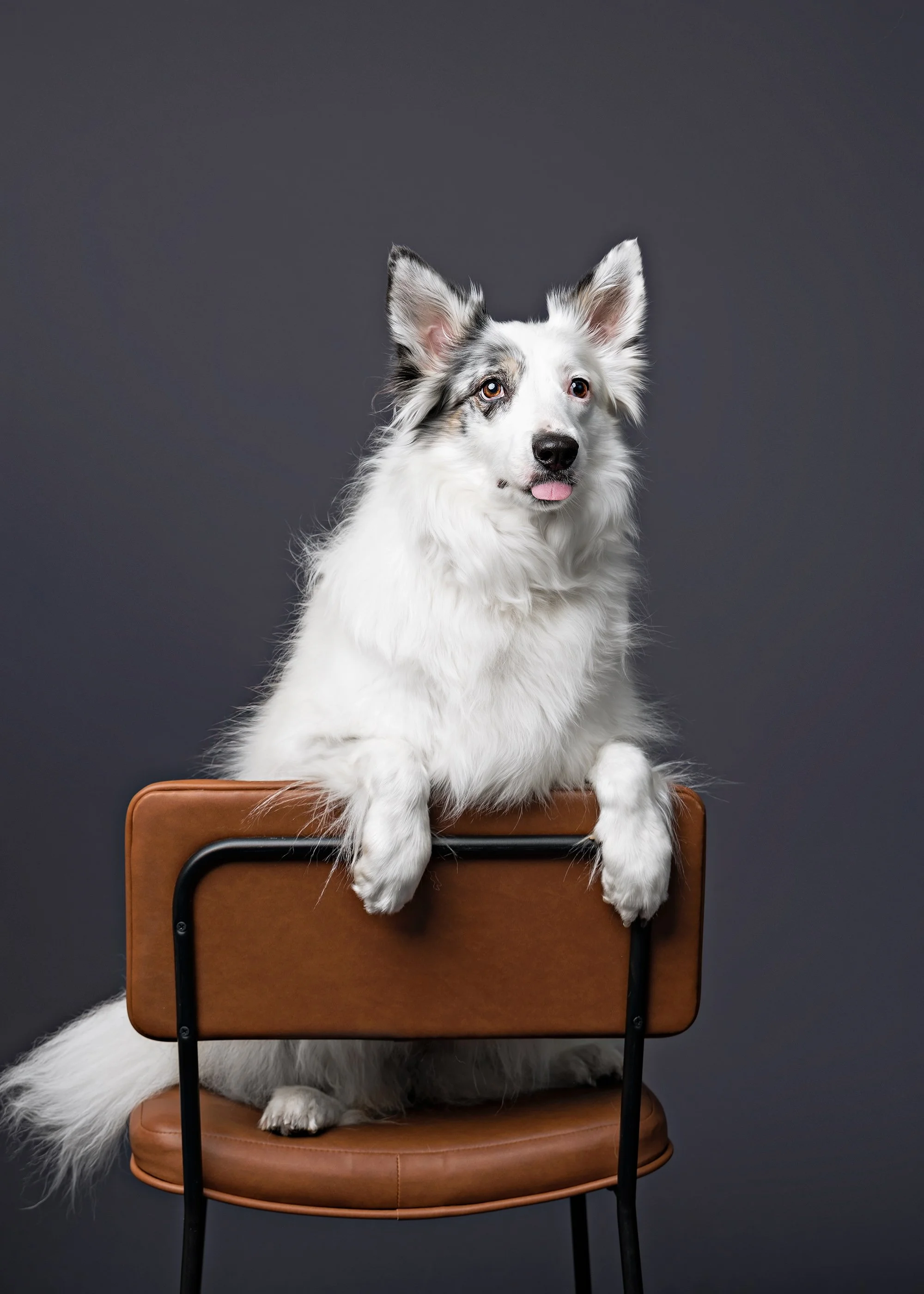 Border Collie fine art portrait photography