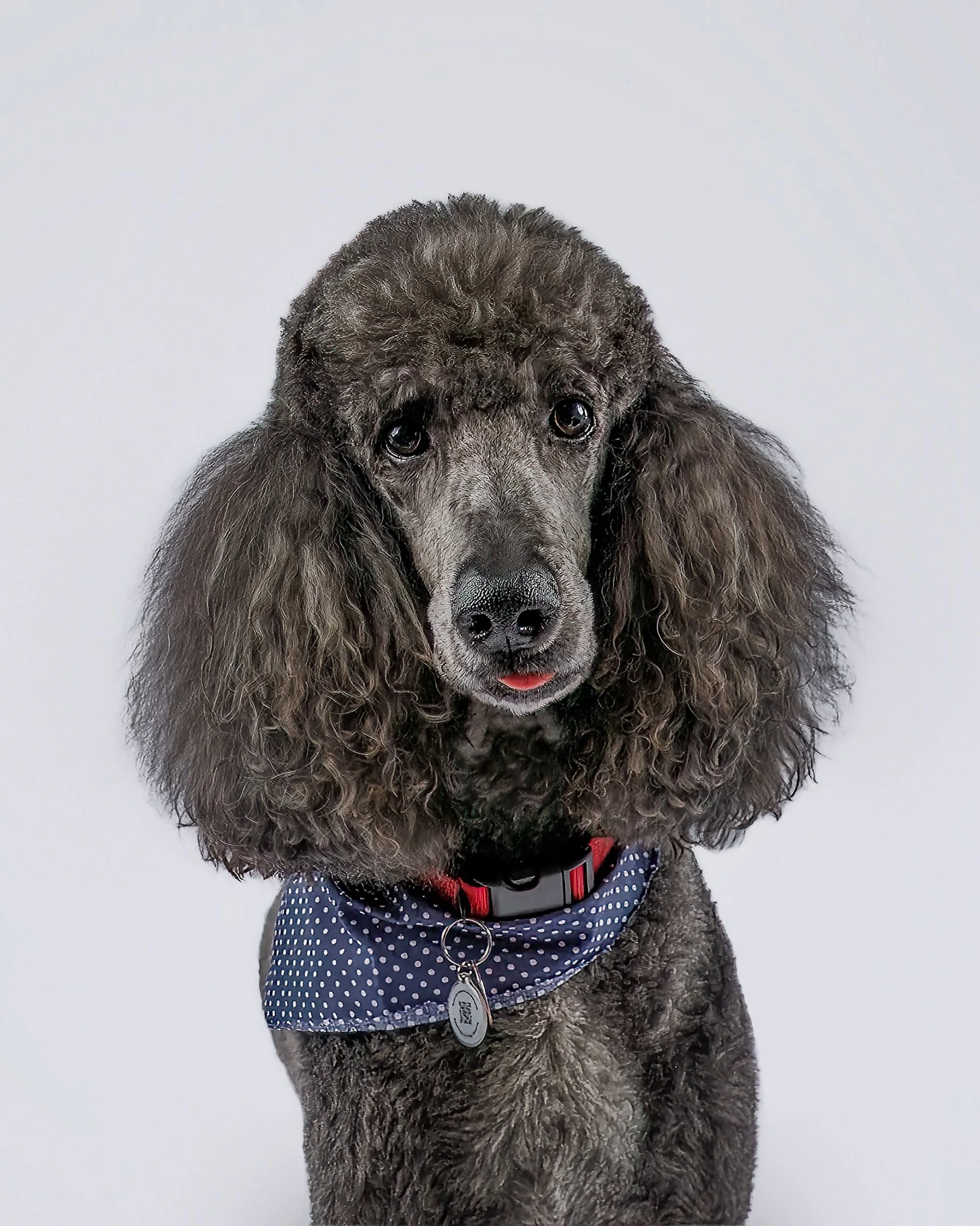 Best photographers near Ocala for Poodles