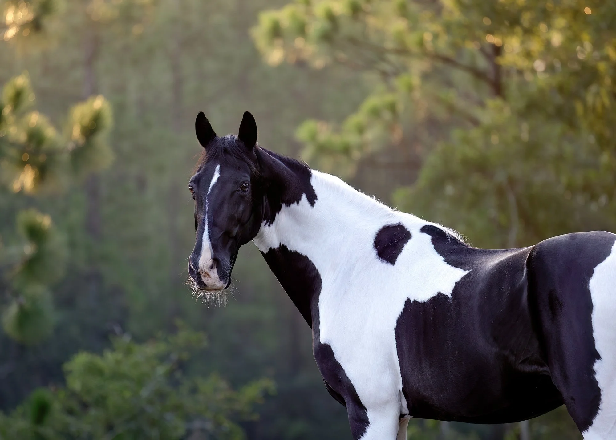 Fine art horse photographer Crystal River, Florida