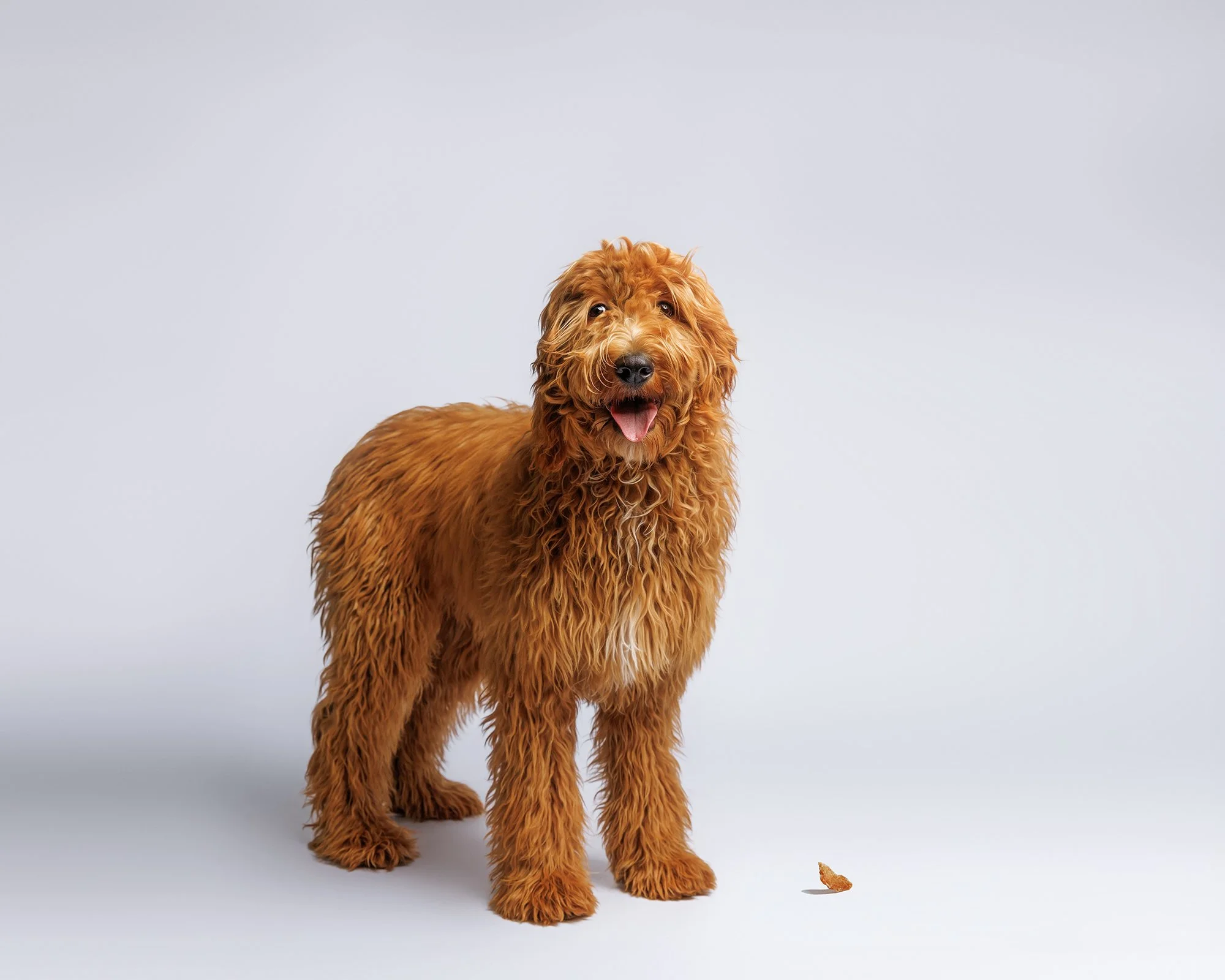 Dog photographer for branding near Ocala