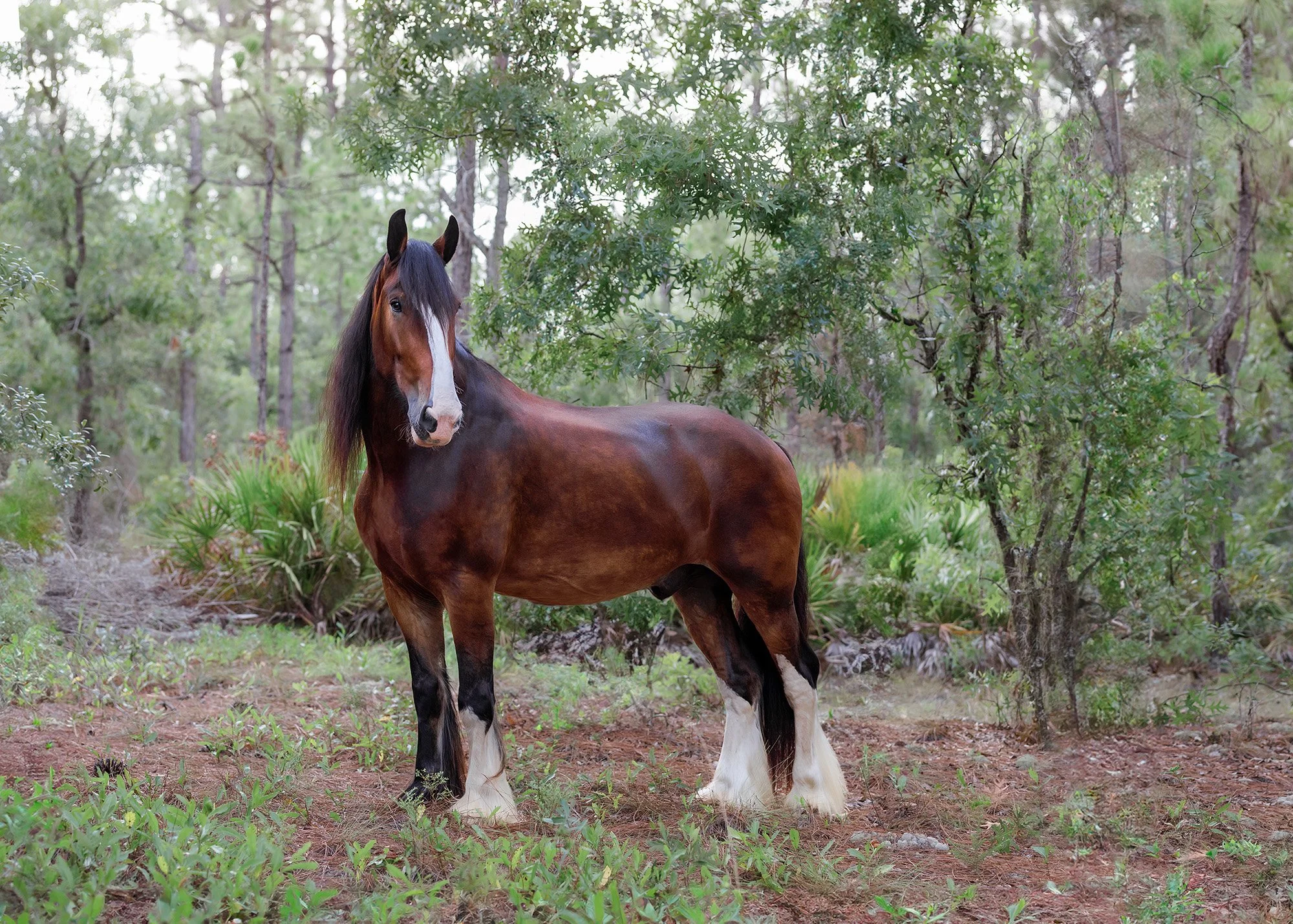 Best equine photographers Citrus County Florida