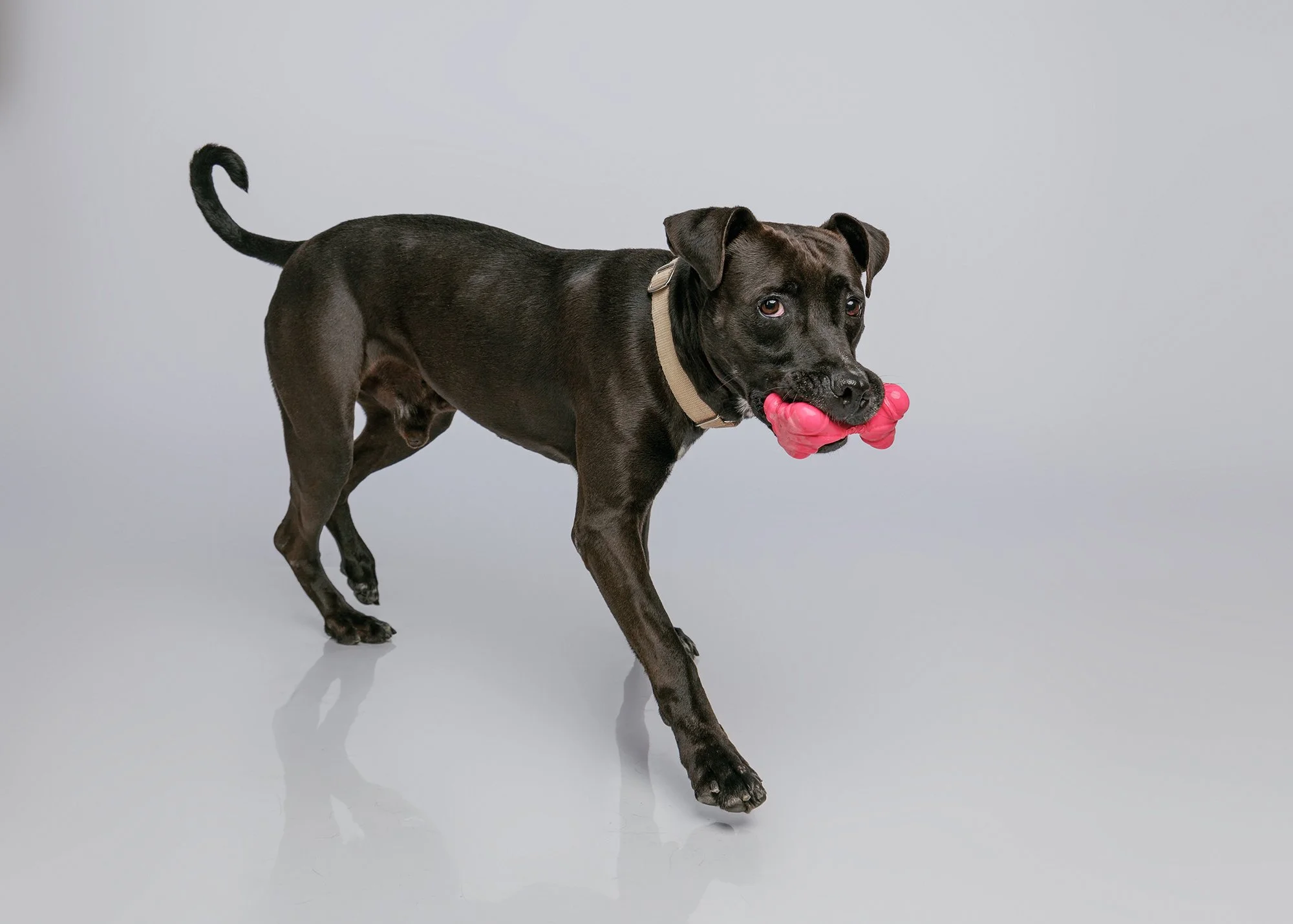 Pet studio photographer Citrus County, Florida