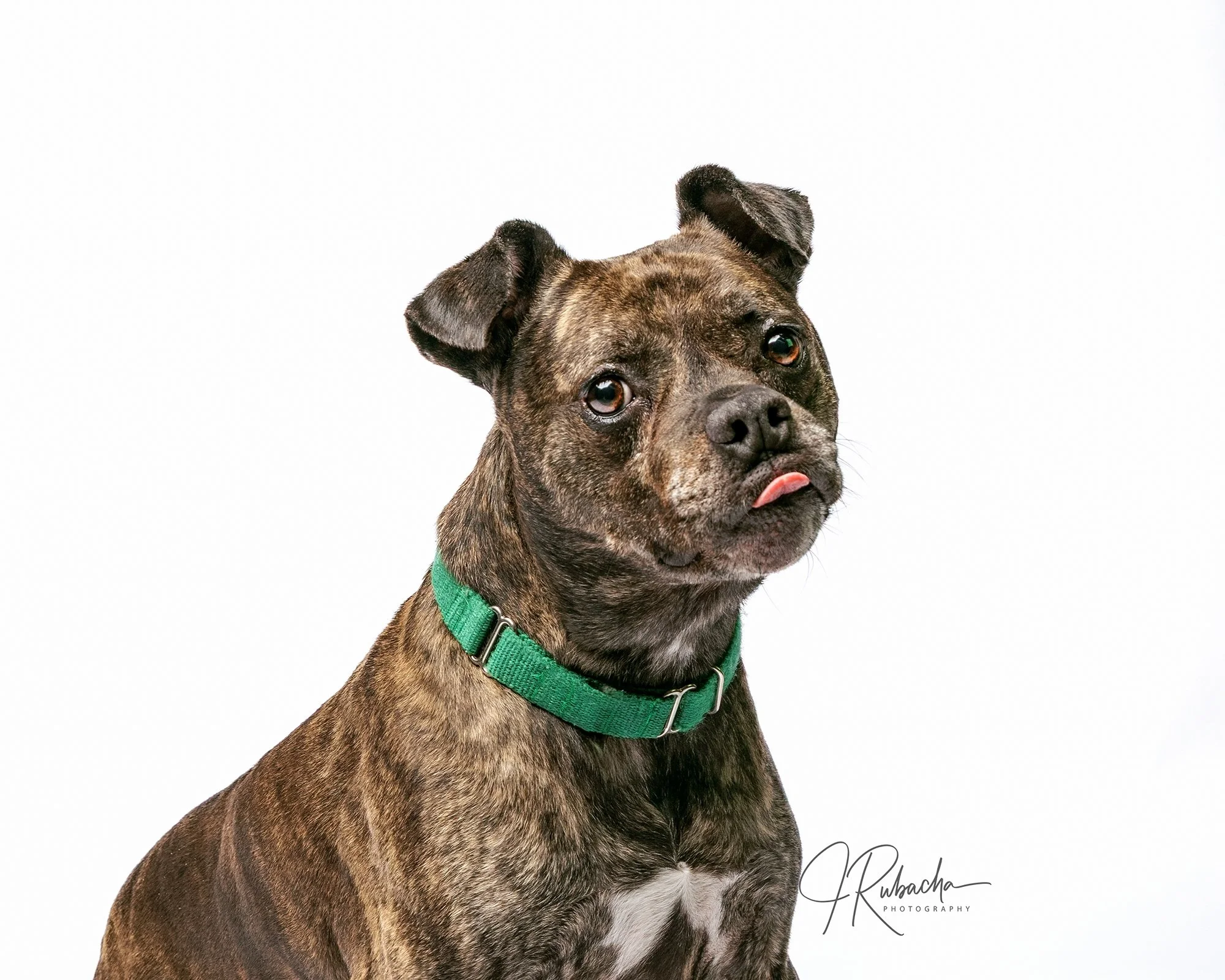 Best pet photographers near Crystal River, Florida