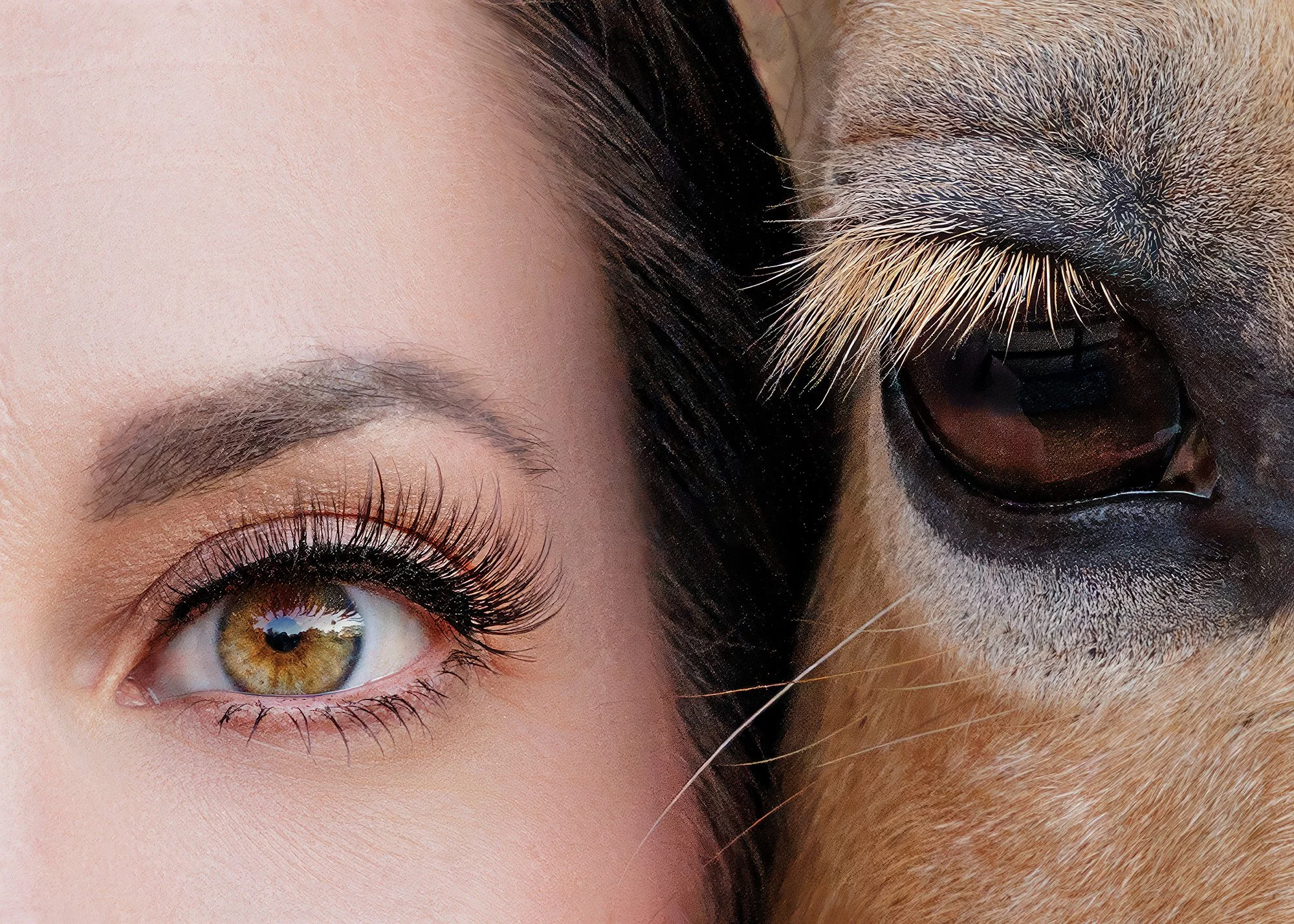 Best Horse photographers Ocala