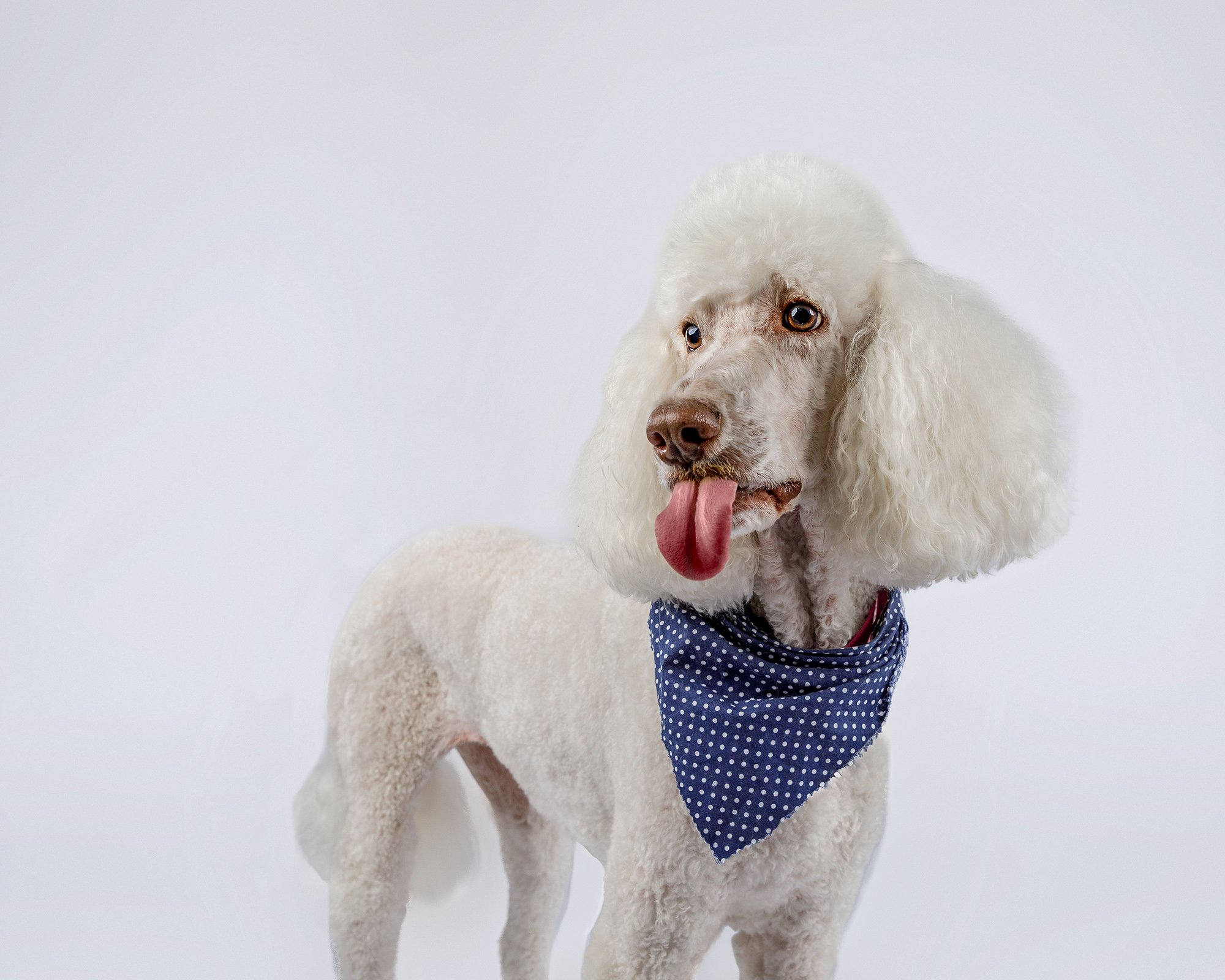 Poodle photographers Citrus County Florida