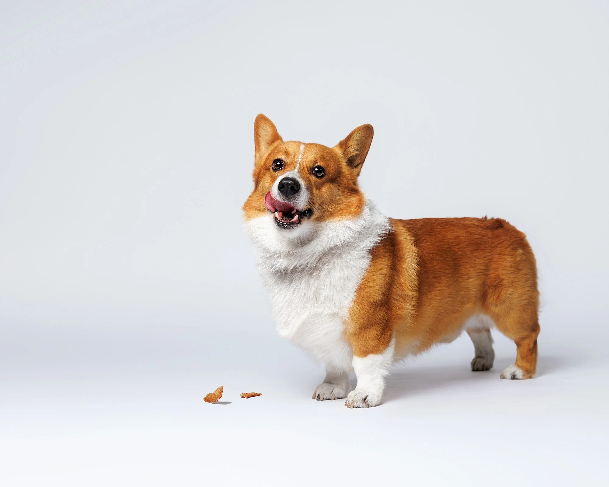 Studio dog photographer in Citrus County, Florida