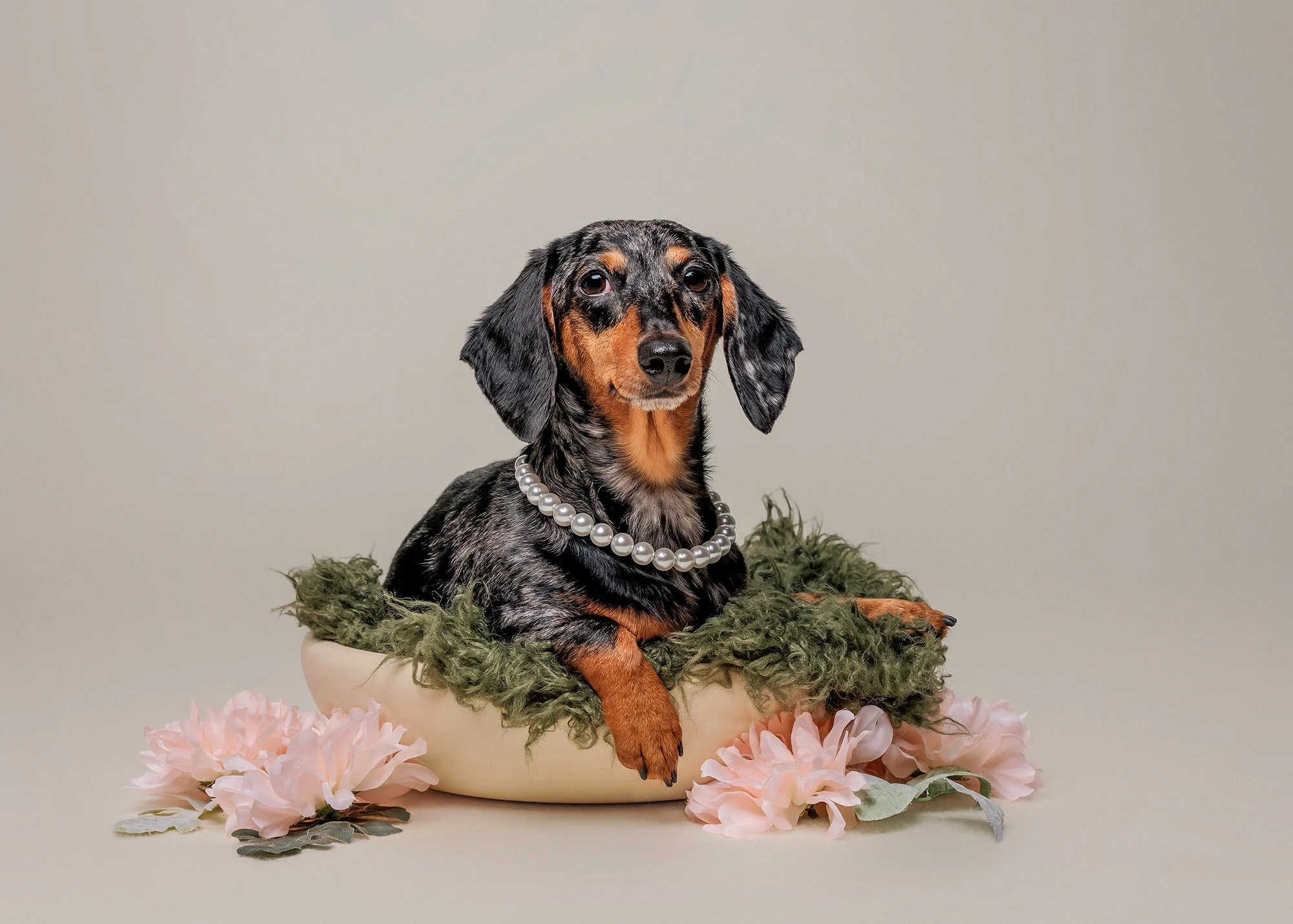 Studio pet photography Ocala, Florida