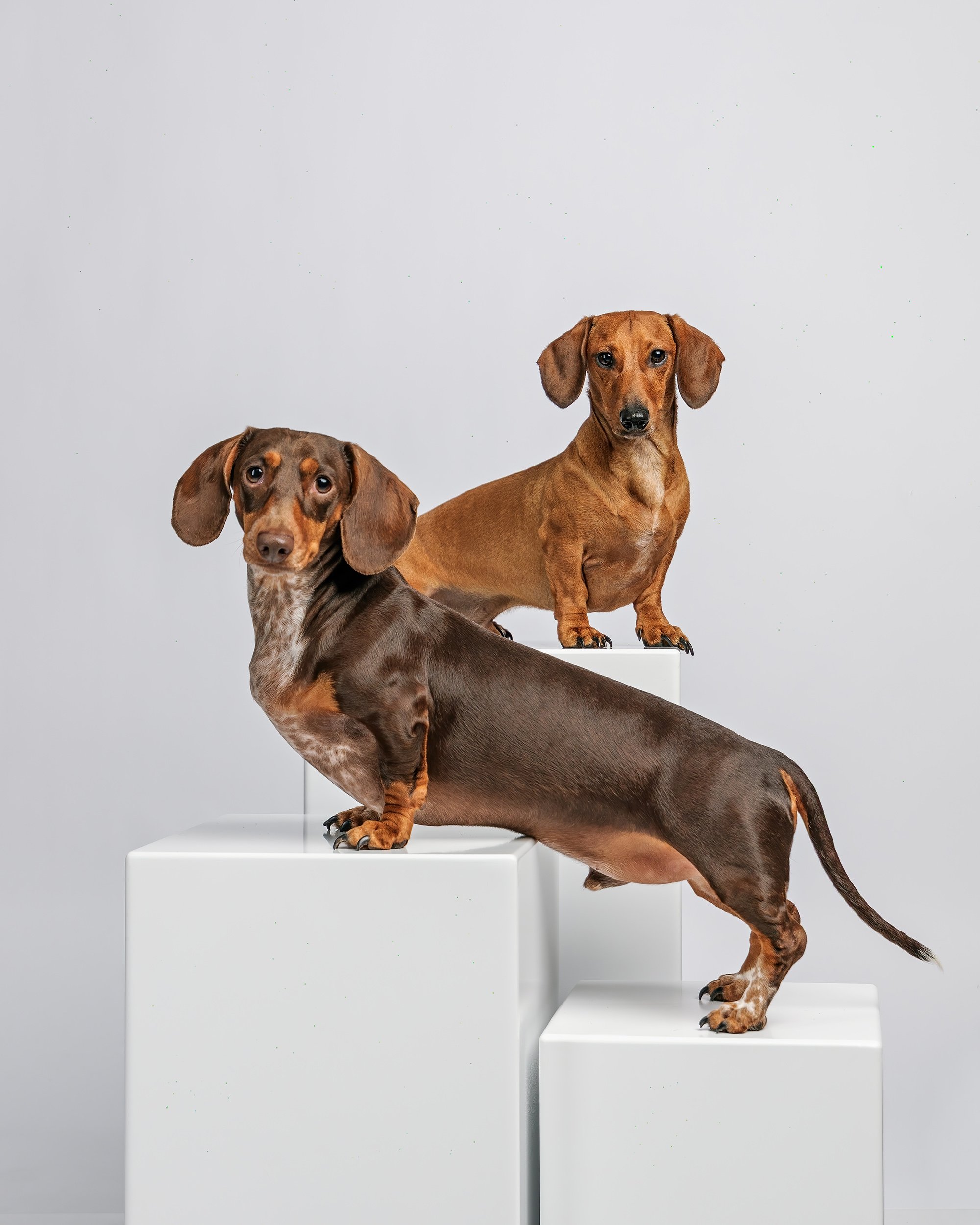 Studio pet photographer Citrus County