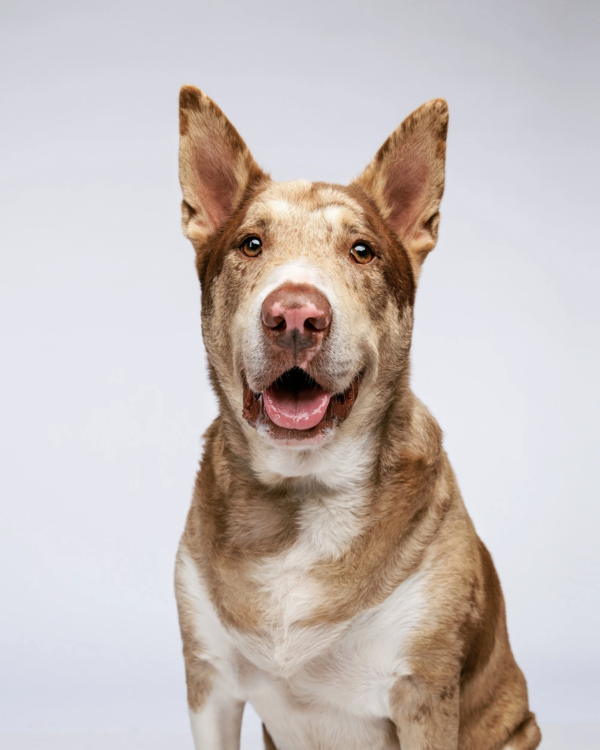 Photographing shelter dogs in Citrus County Florida