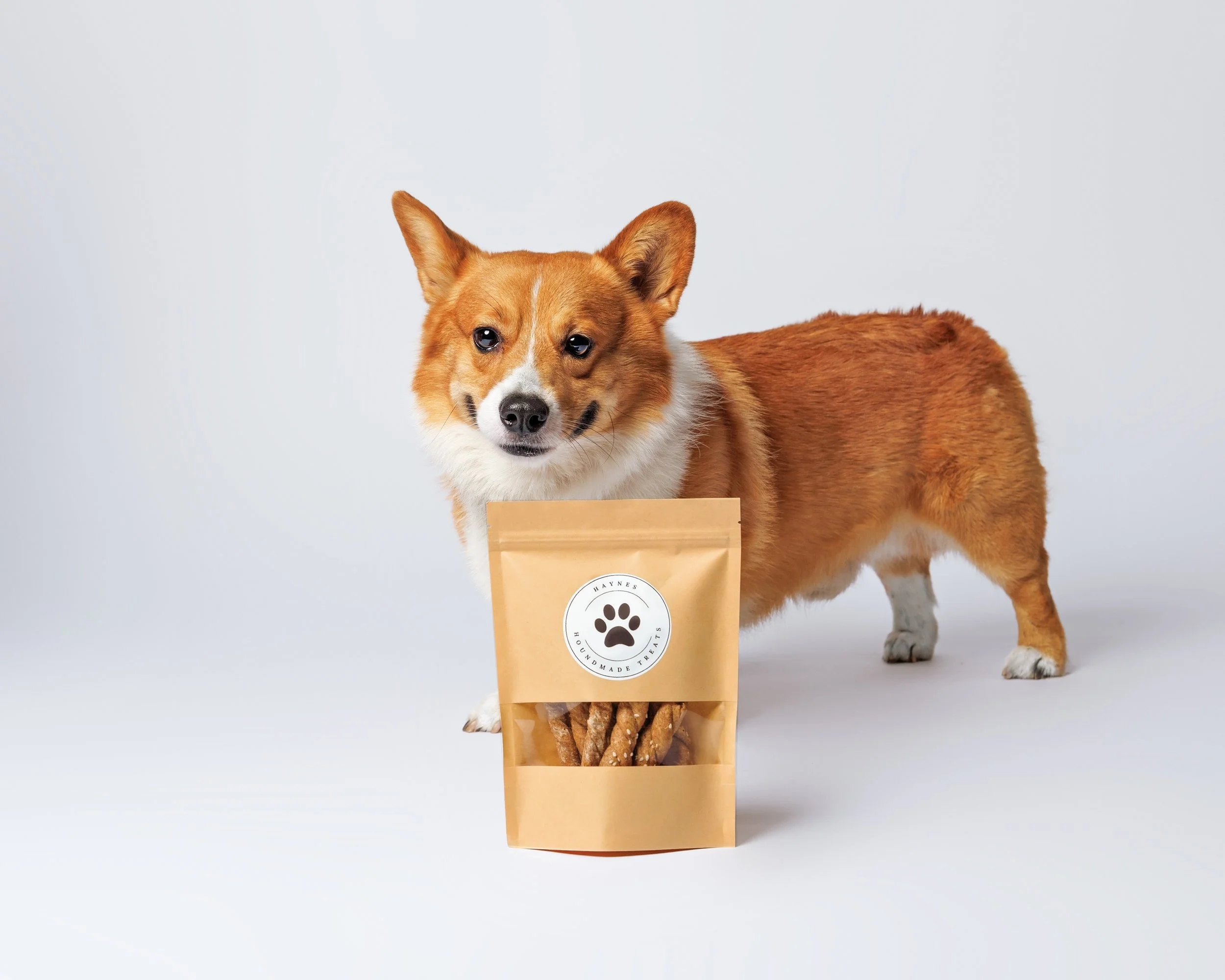Adorable dog posing with dog treats for company website photograph