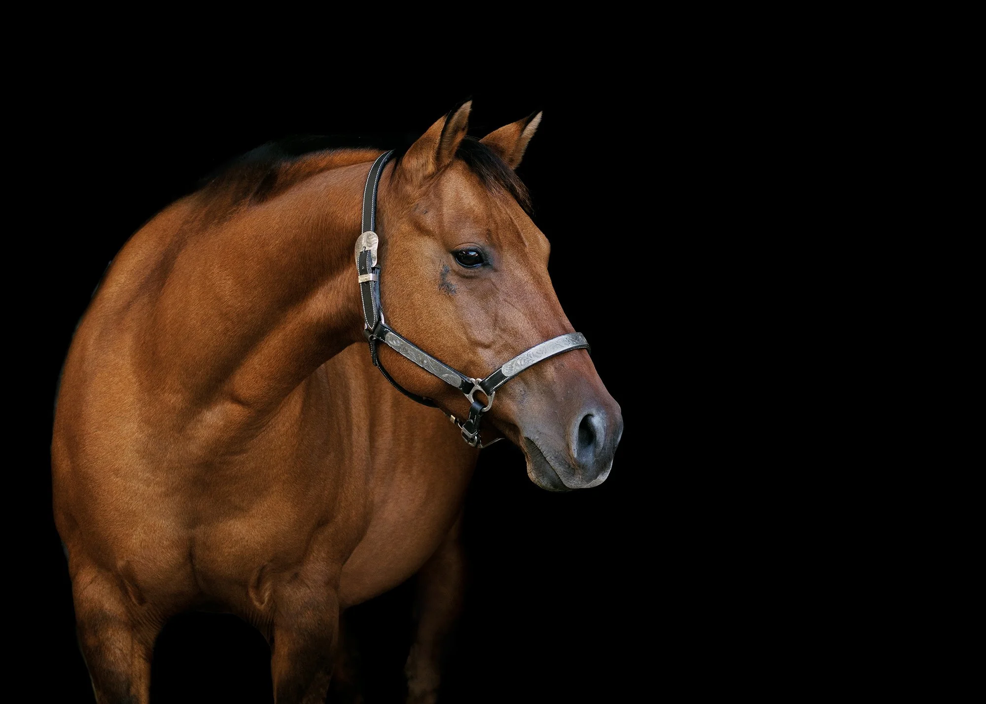 Best equine photographer Ocala