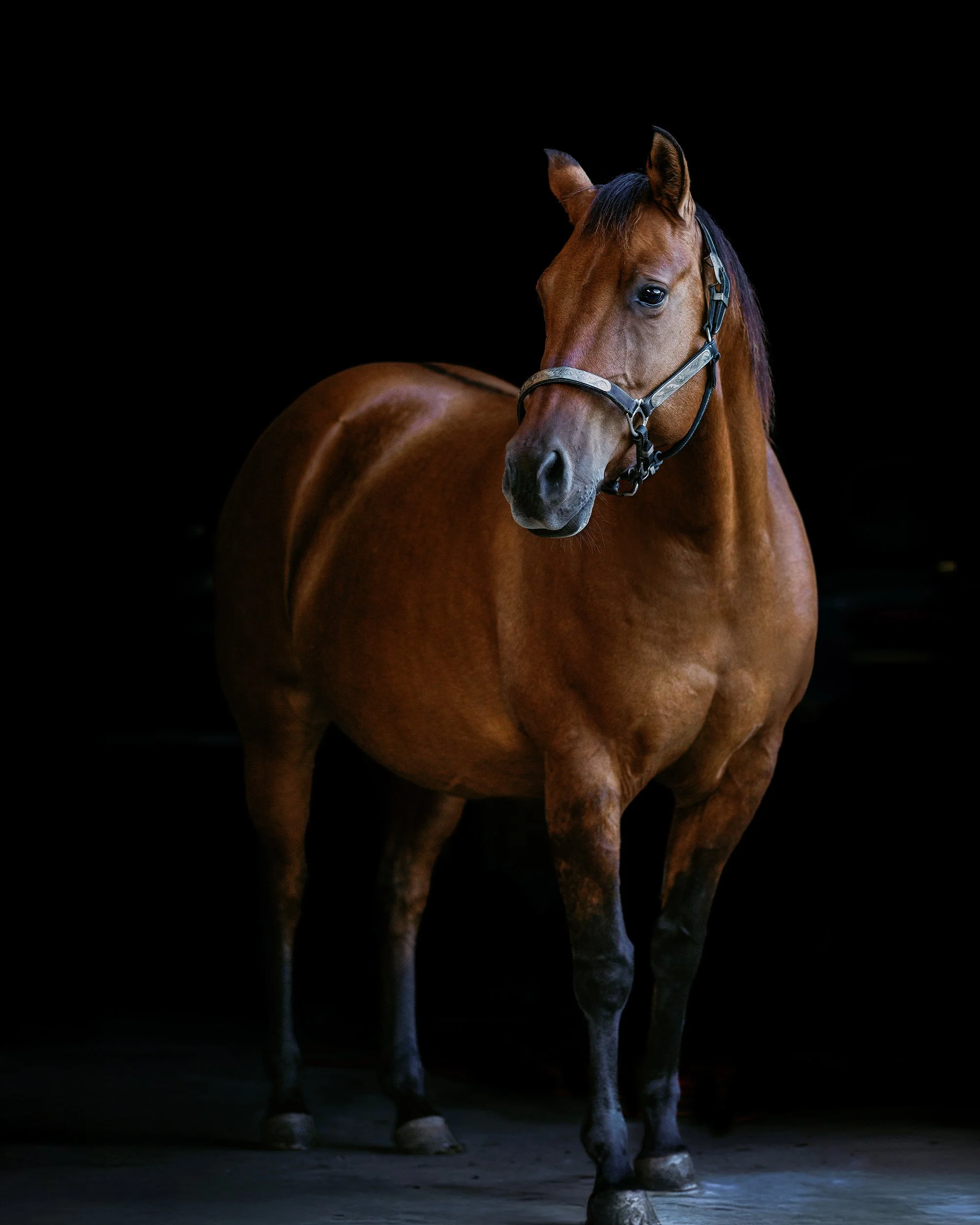 Black background equine photographer Ocala