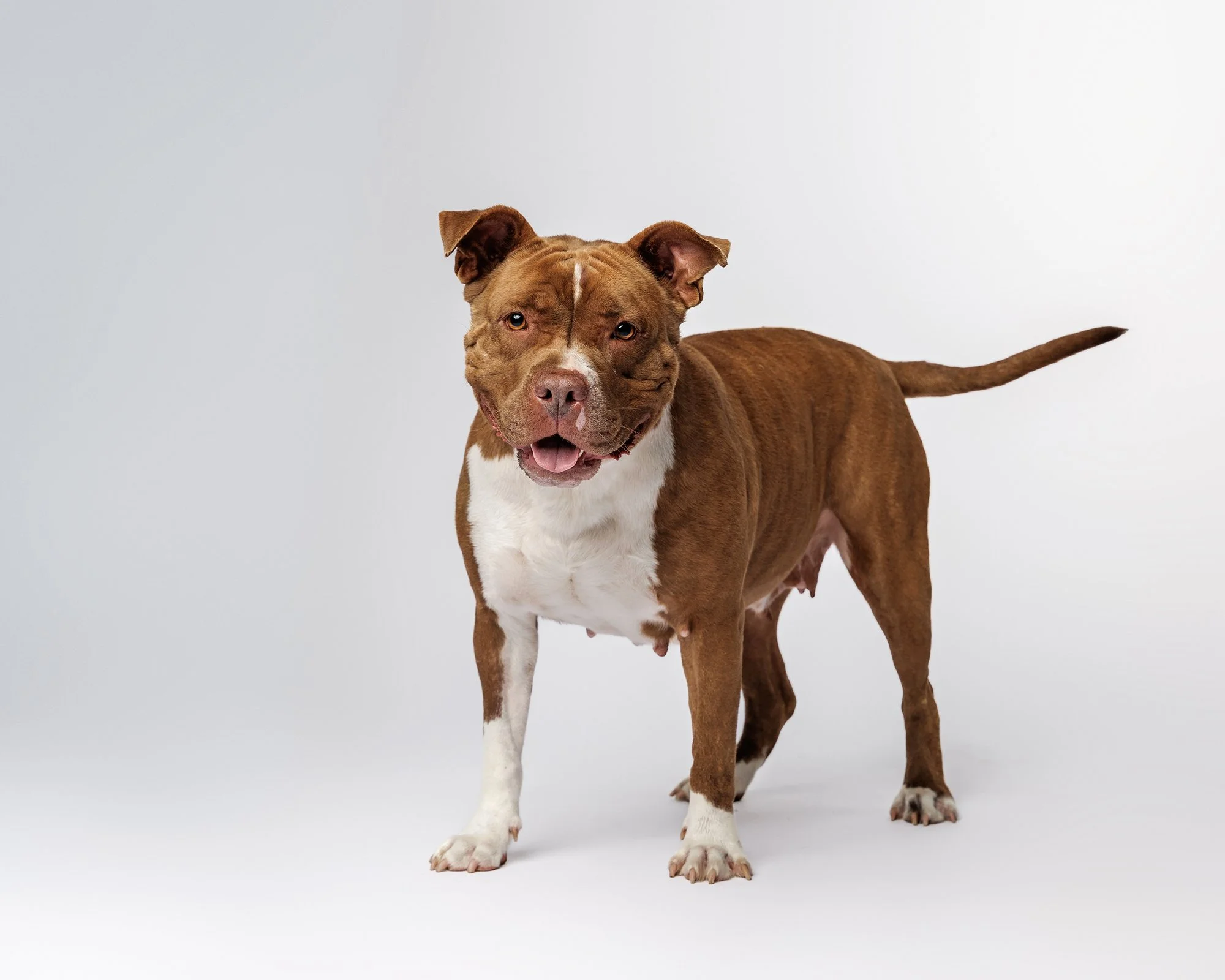 Pet photographer Citrus County, Florida